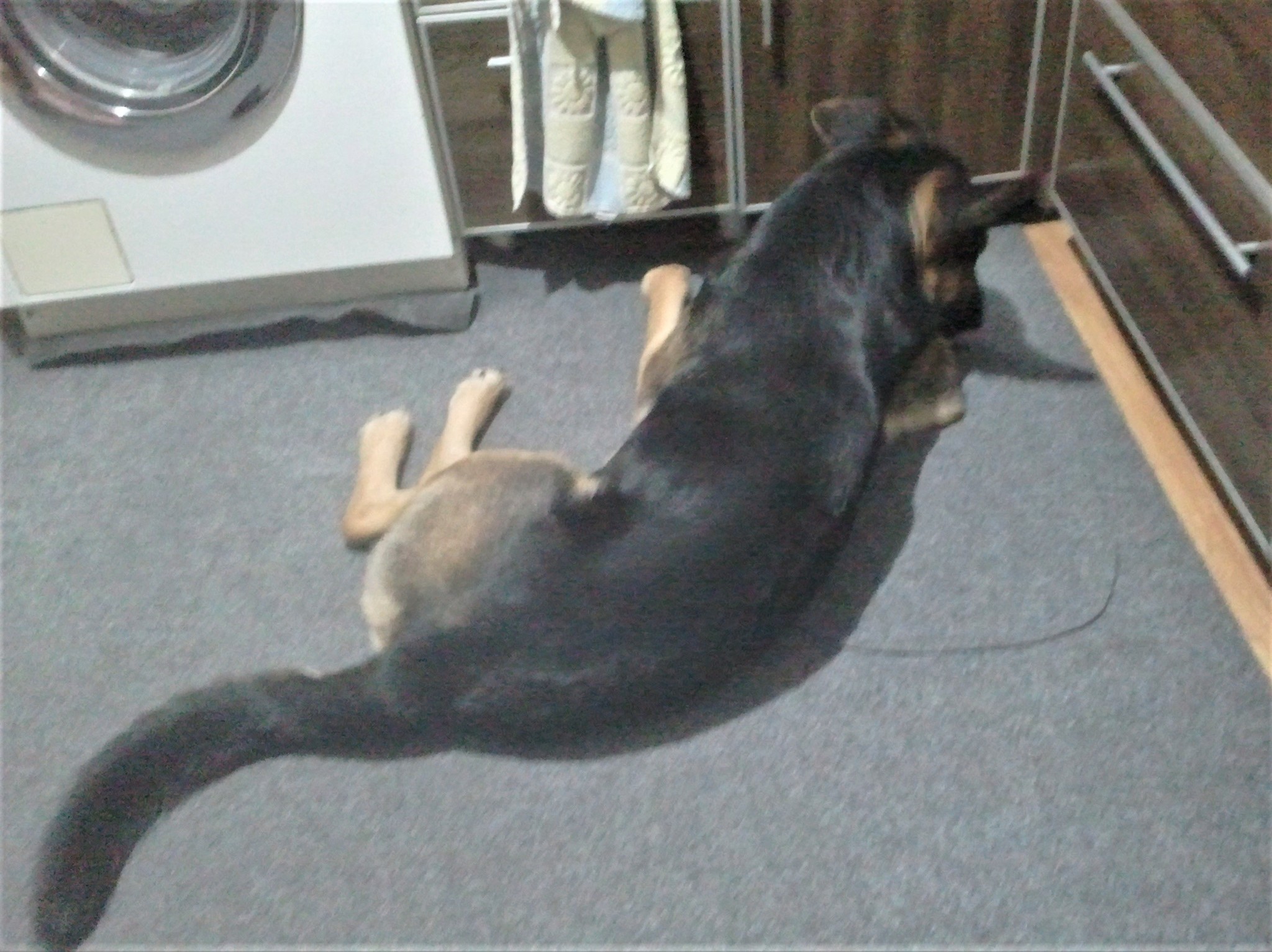 Train the owner? Easy and simple, any dog ??can do it - My, Dog, Pets, German Shepherd, Yandex Zen, Longpost