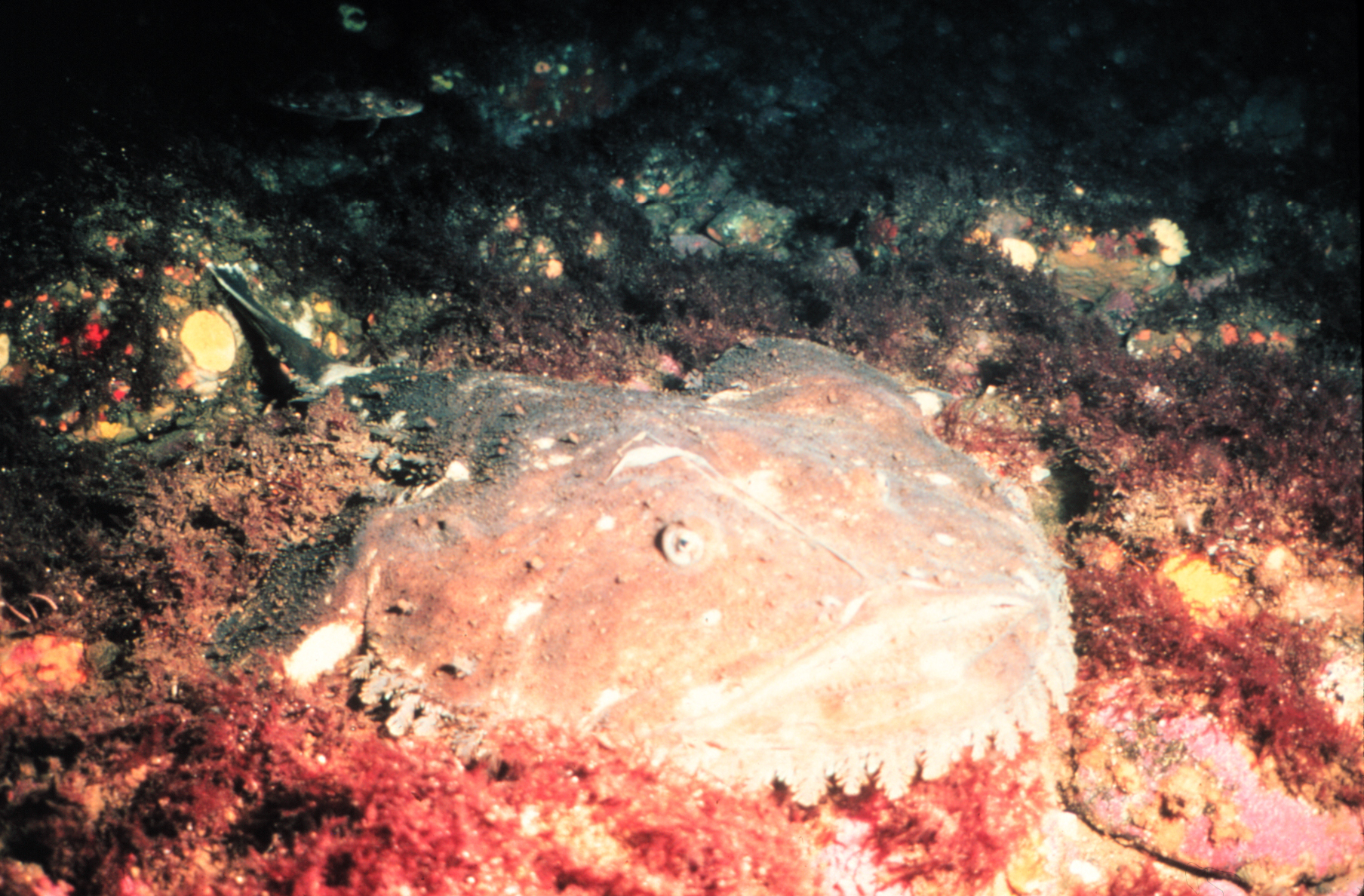 Anglerfishes (Lophiiformes). Part I - Biology, A fish, Anglerfish, Interesting, League of biologists, Video, Longpost