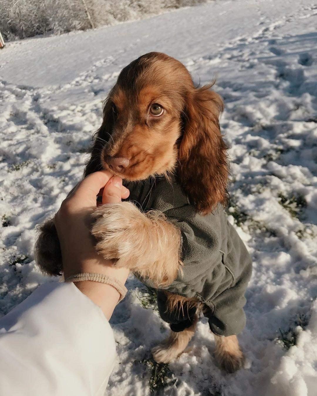 Give me a paw friend - Dog, Milota, Cocker Spaniel