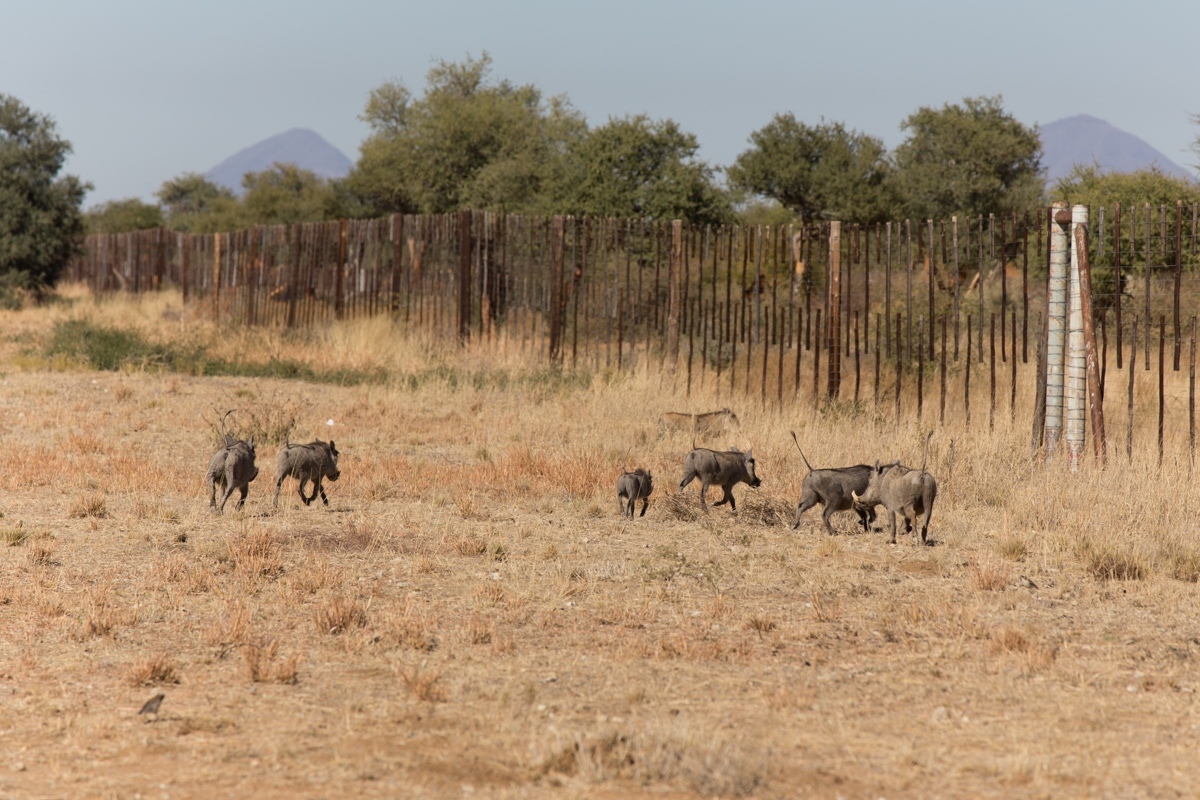 Namibia. 2019 - My, Namibia, Travels, Africa, Longpost, Animals