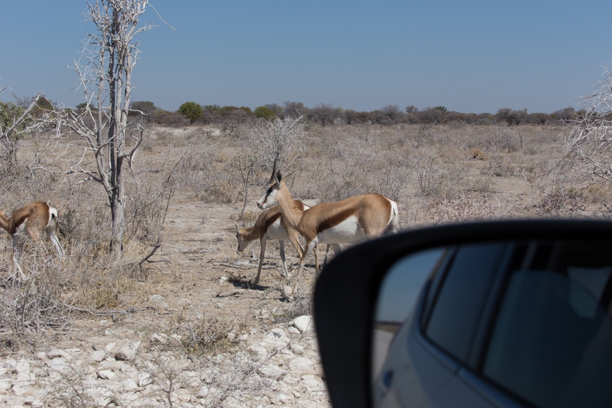 Namibia. 2019 - My, Namibia, Travels, Africa, Longpost, Animals