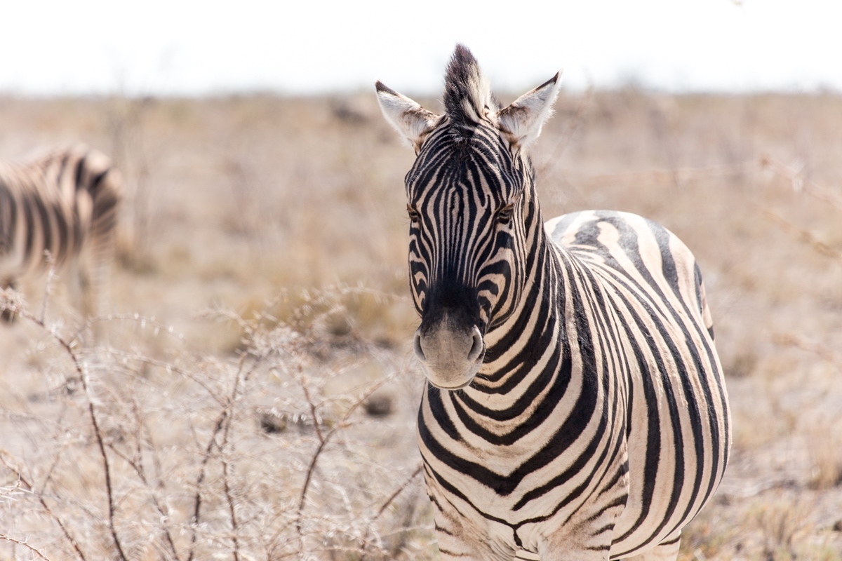 Namibia. 2019 - My, Namibia, Travels, Africa, Longpost, Animals