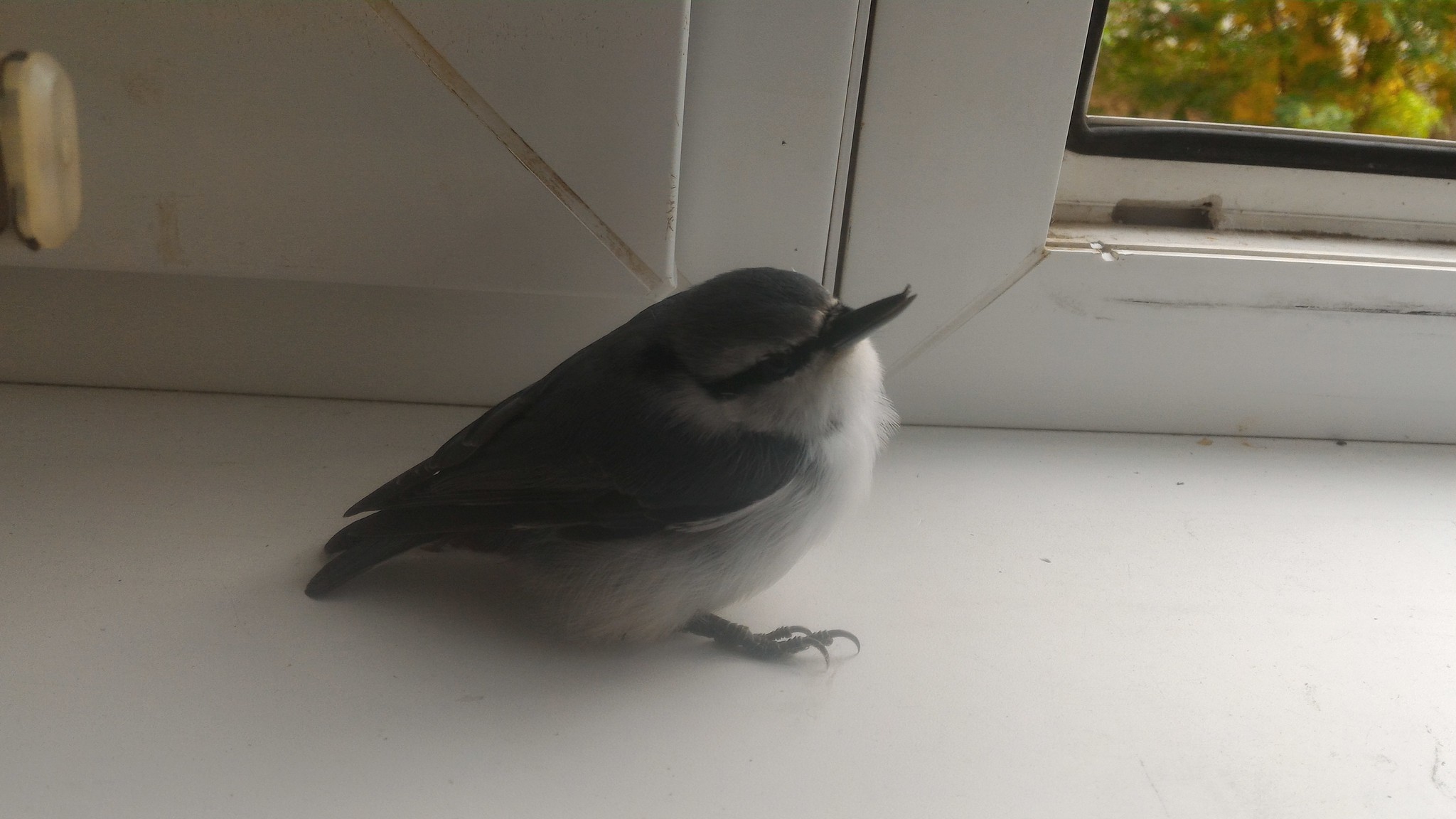 Help is needed - My, Birds, Help, What kind of bird?, Nuthatch, No rating