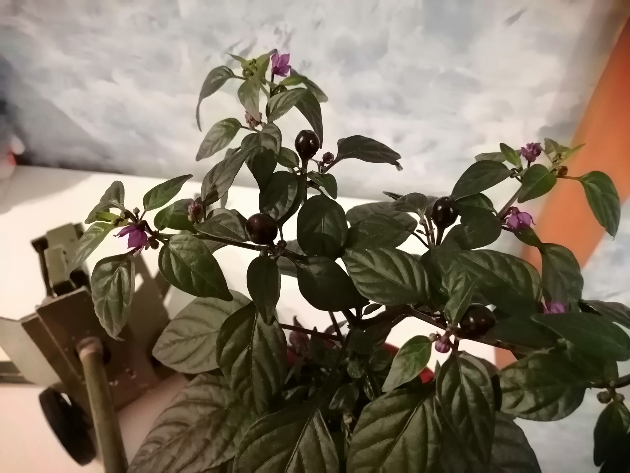 Black Pearl - My, Pepper farming, Hot peppers