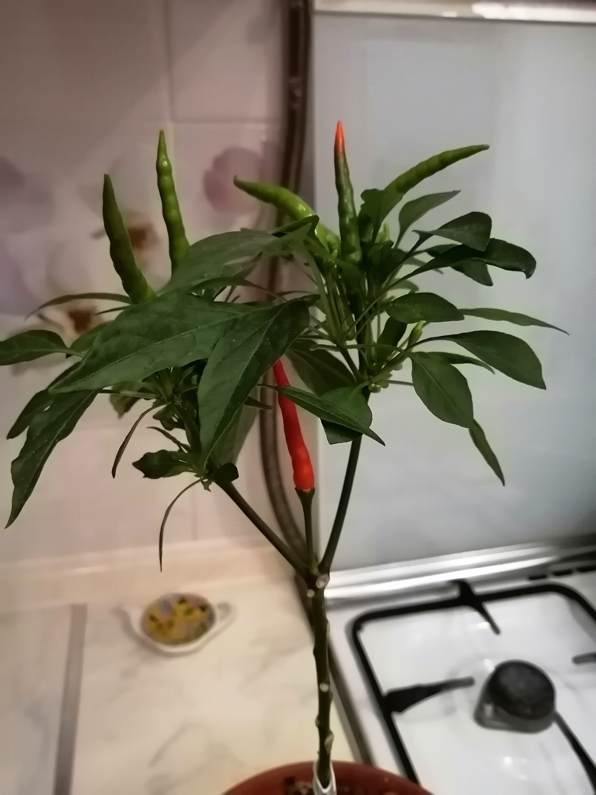 Peppers, tell me what variety this is, please - My, Pepper farming, Hot peppers, Longpost