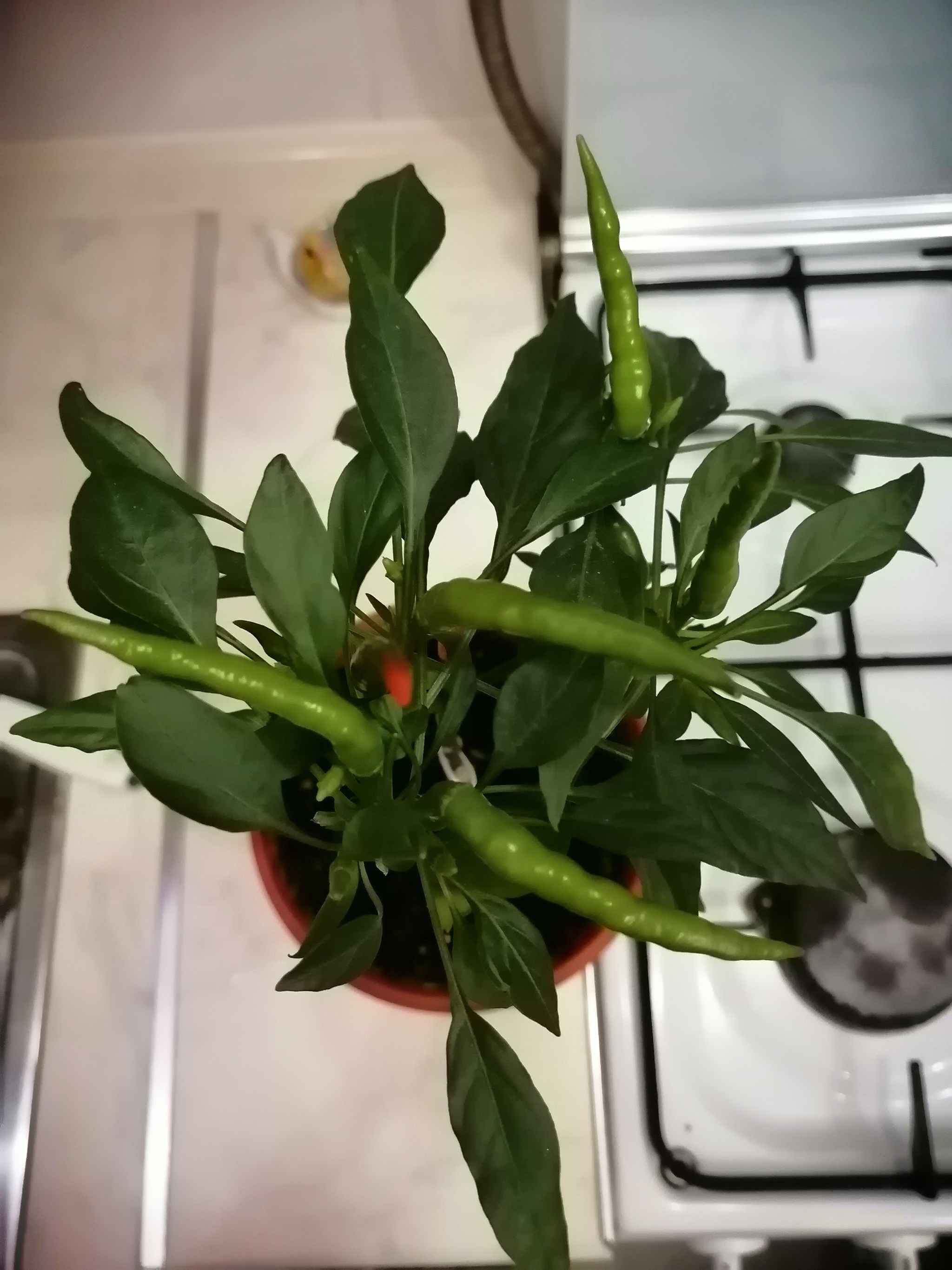 Peppers, tell me what variety this is, please - My, Pepper farming, Hot peppers, Longpost