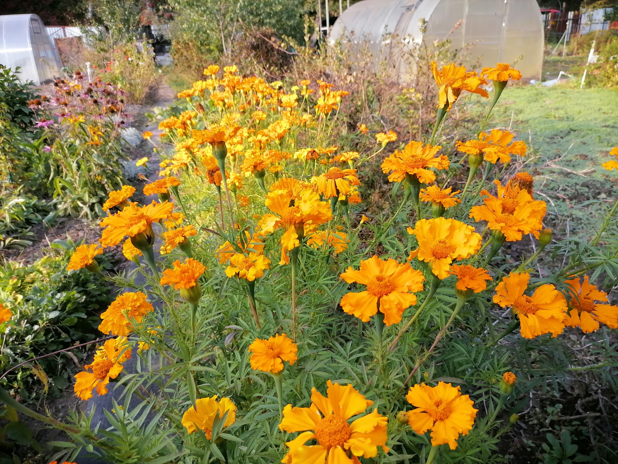 Autumn flowers - My, Autumn, Flowers, Dacha, Longpost