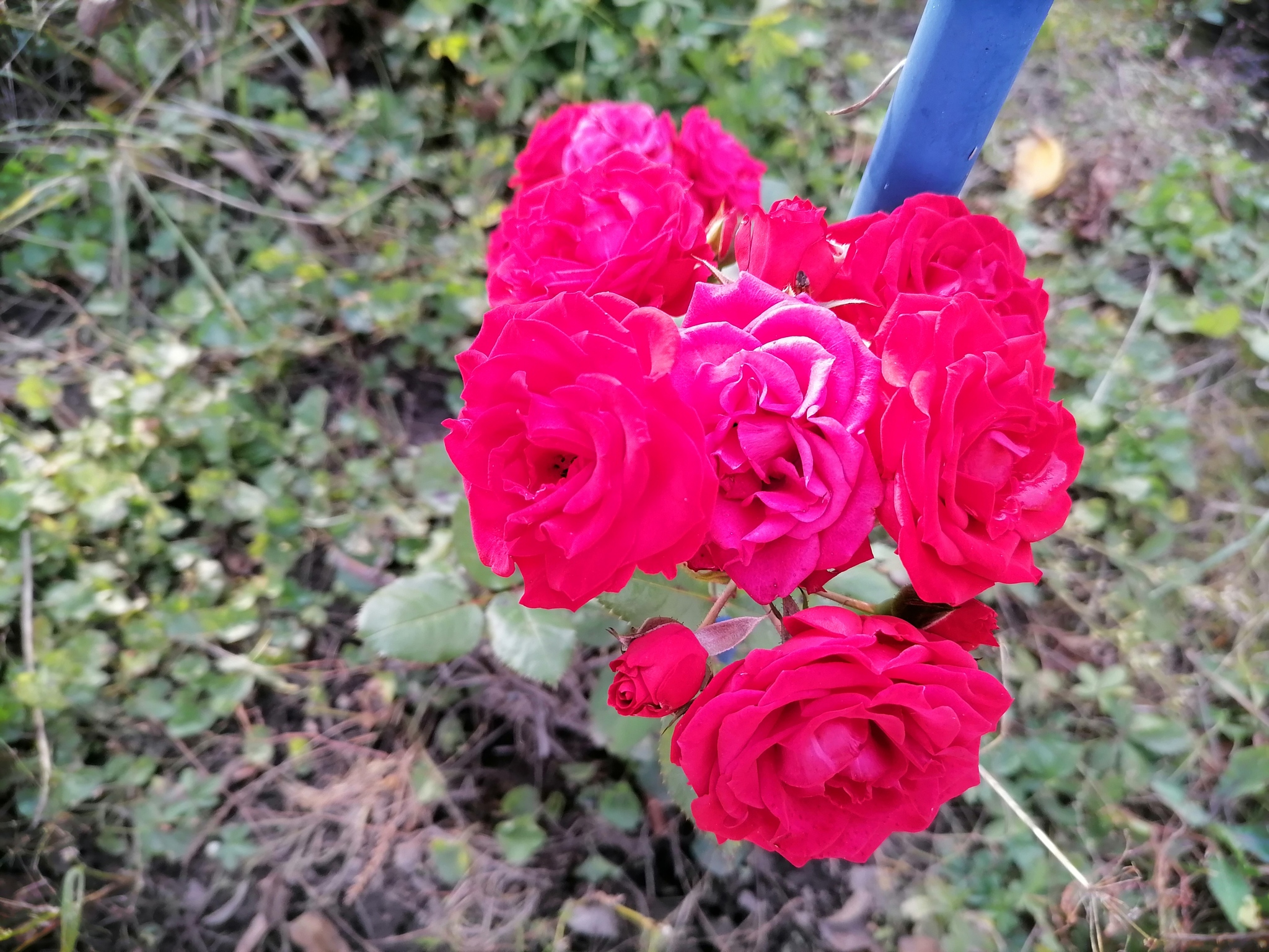 Autumn flowers - My, Autumn, Flowers, Dacha, Longpost