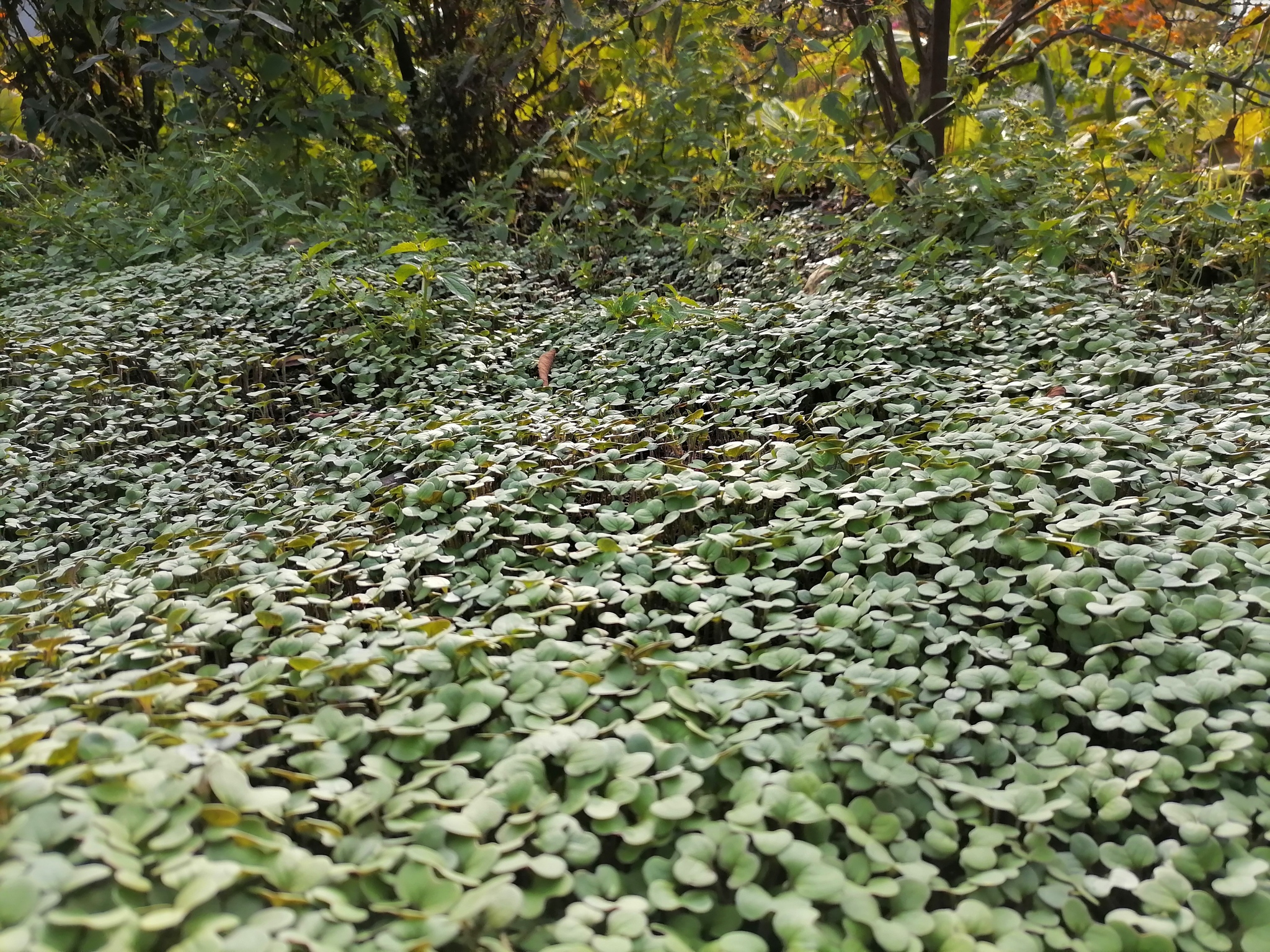 Autumn flowers - My, Autumn, Flowers, Dacha, Longpost