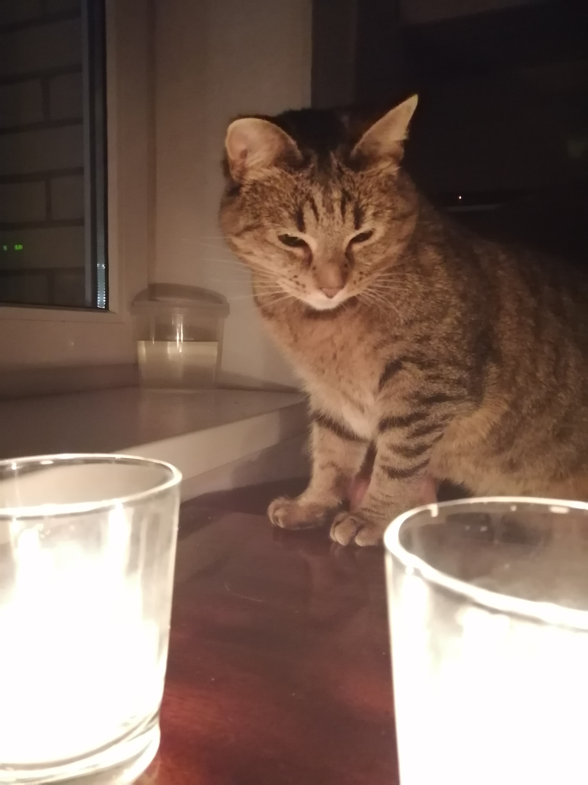 Tiger with spotlight - My, Evening, Romance, cat