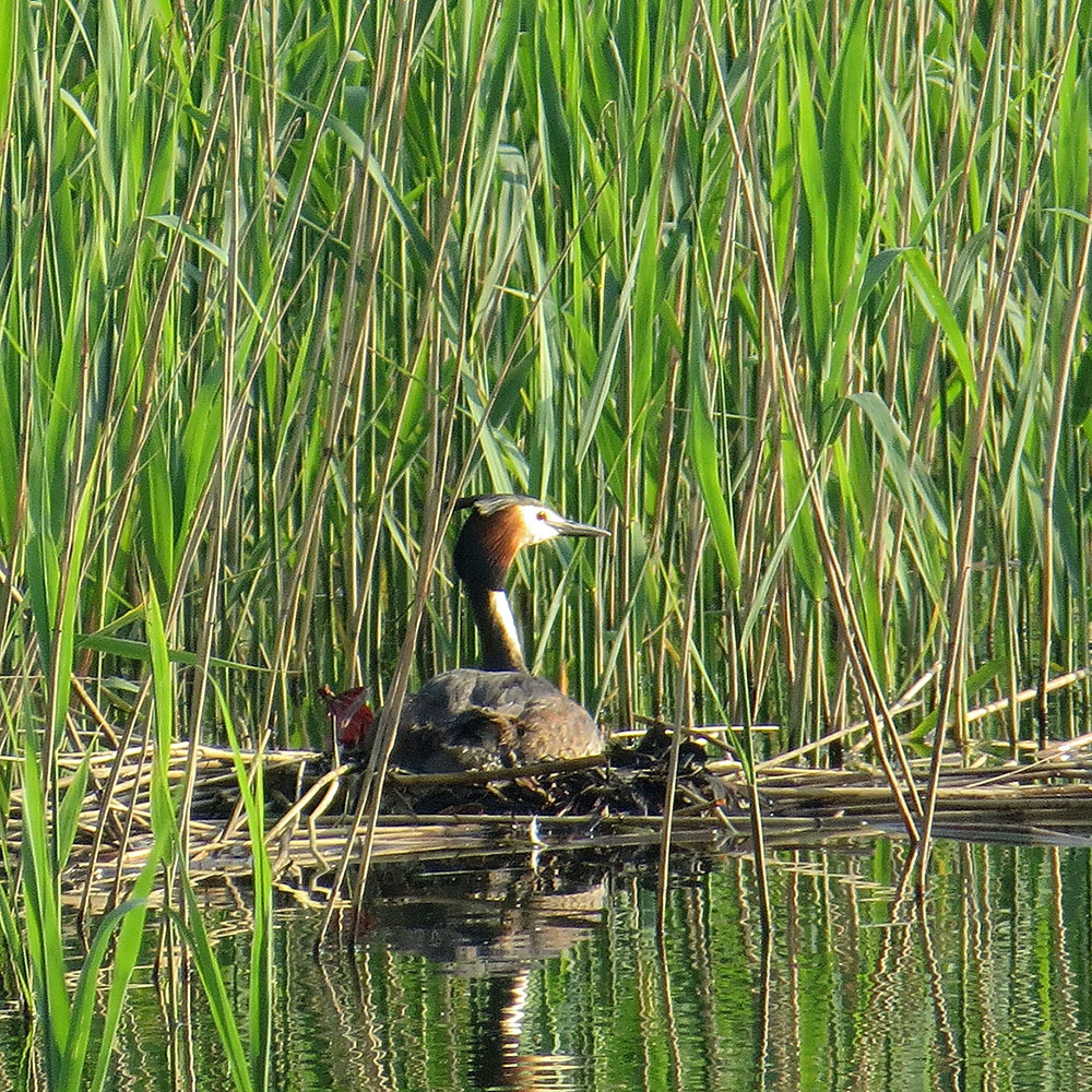 GREBE - My, Chomga, Birds, Ornithology, Hobby, Nature, Moscow region, Video, Longpost