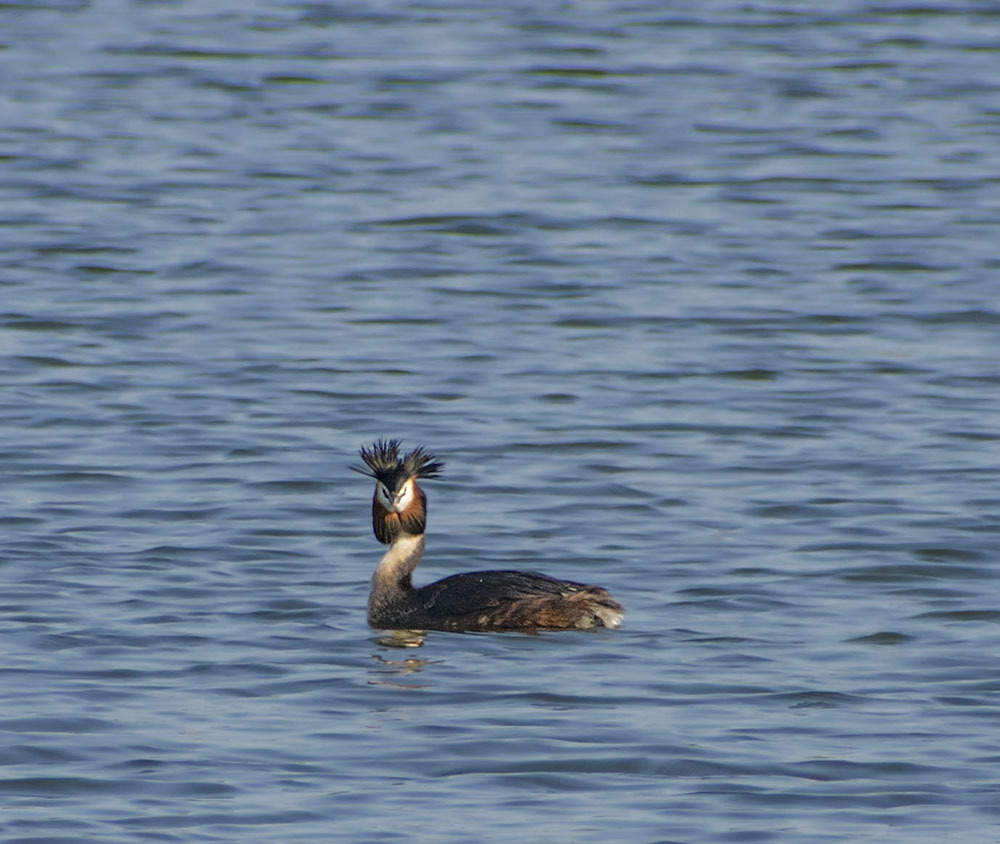 GREBE - My, Chomga, Birds, Ornithology, Hobby, Nature, Moscow region, Video, Longpost