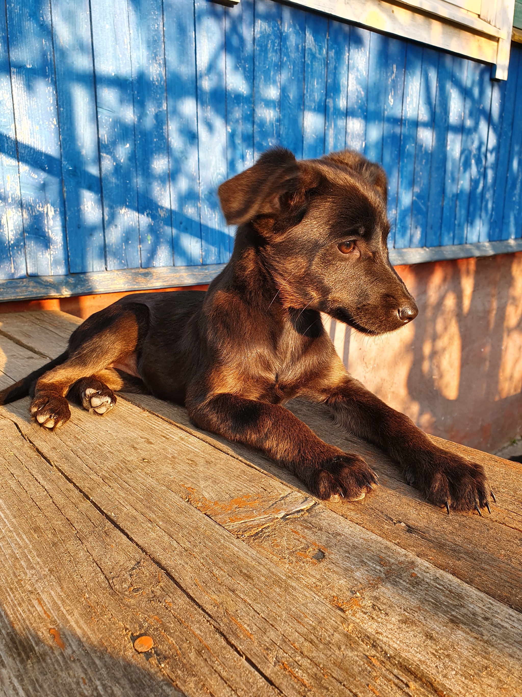 Baby looking for a home - My, Puppies, Is free, No rating, In good hands, Minsk, Republic of Belarus