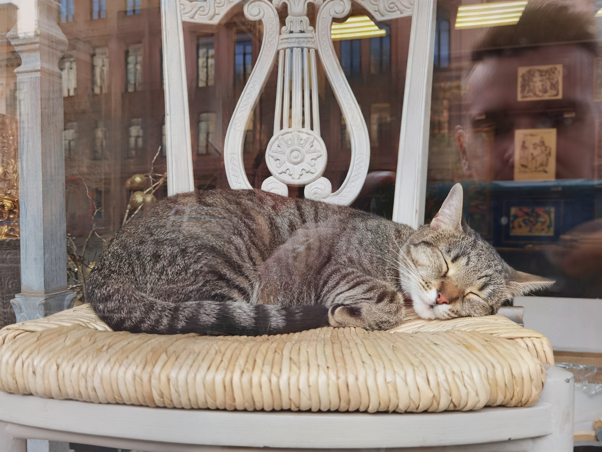 The best store display - cat, Score, Saint Petersburg, Mobile photography