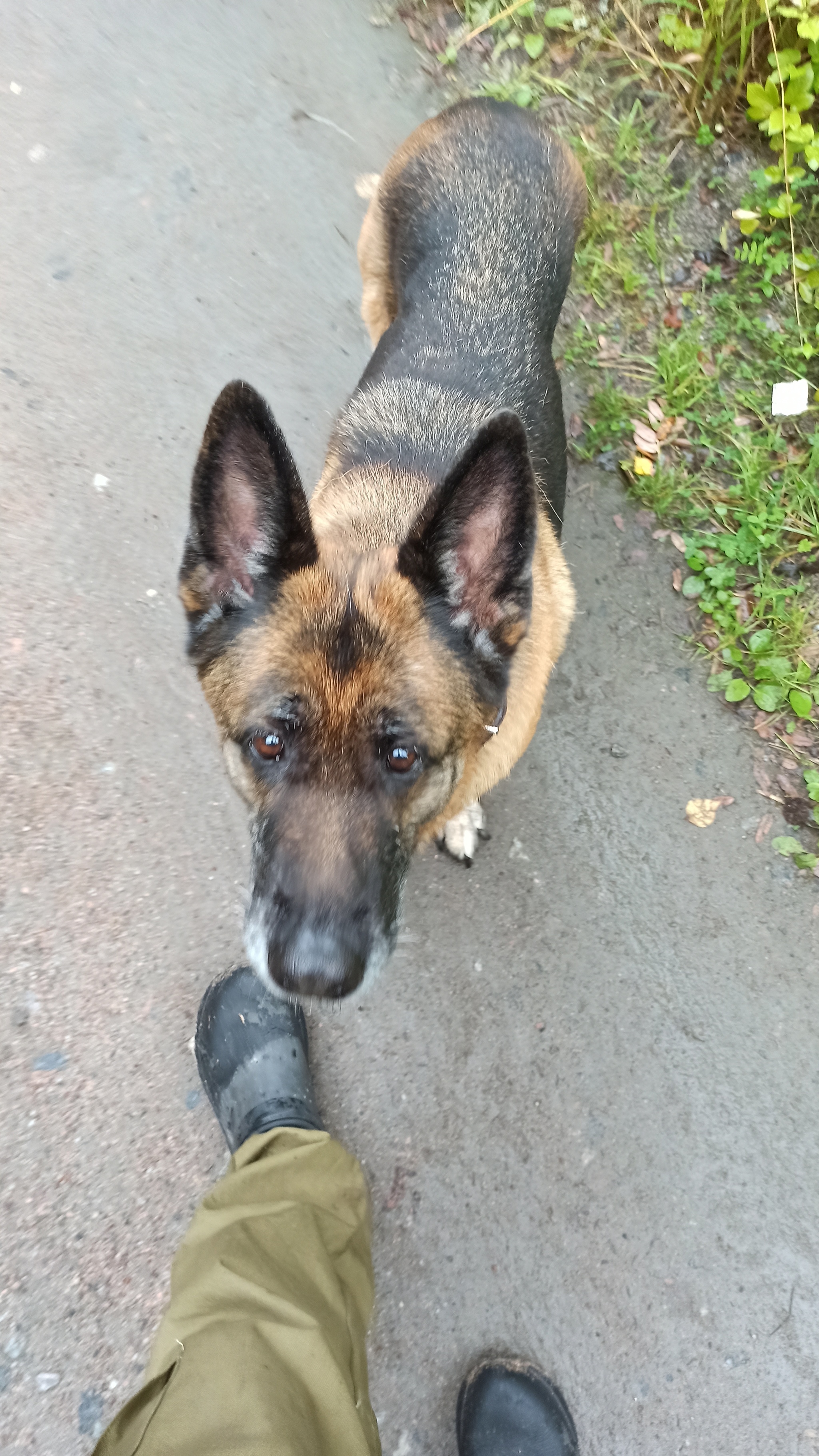 Pensioner - My, Sheepdog, German Shepherd, Pension, Service dogs, Video, Longpost, Dog