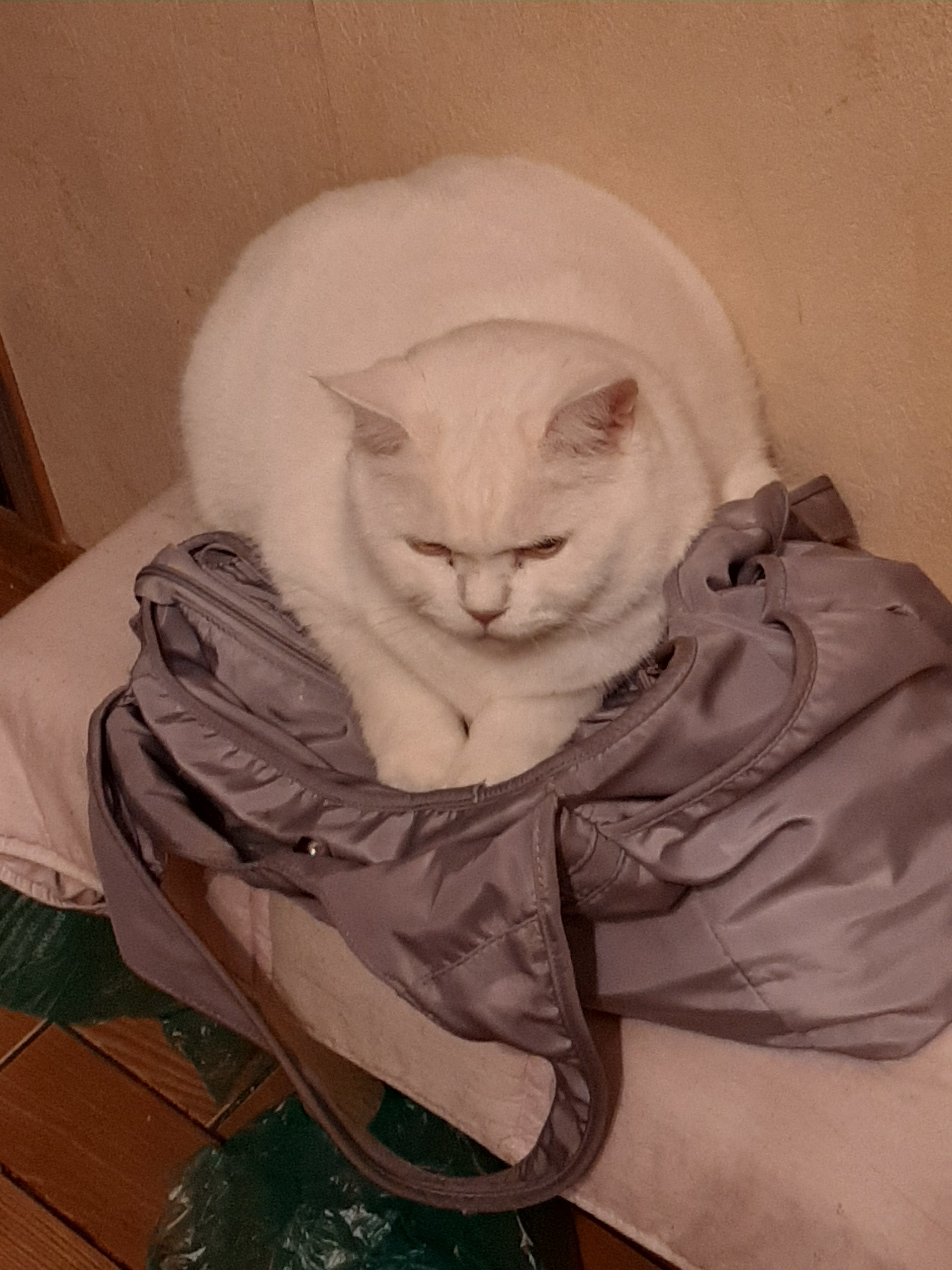 Cat-bag - My, cat, Сумка, British cat, Longpost