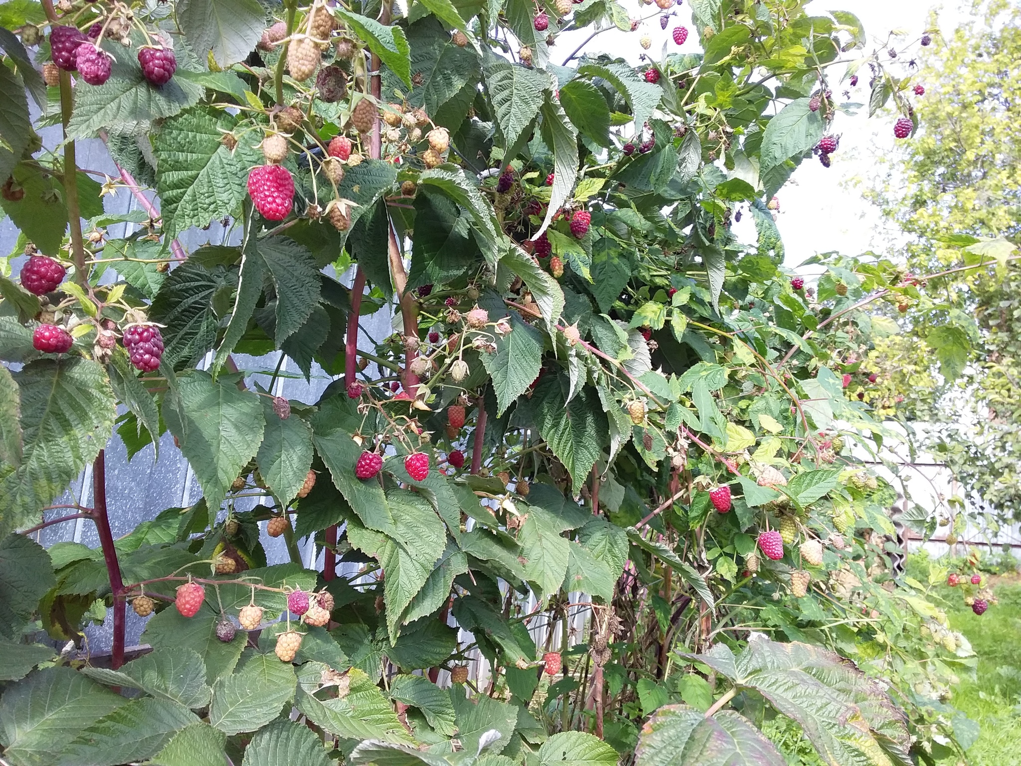 The raspberries are ripe - My, Raspberries, Yummy