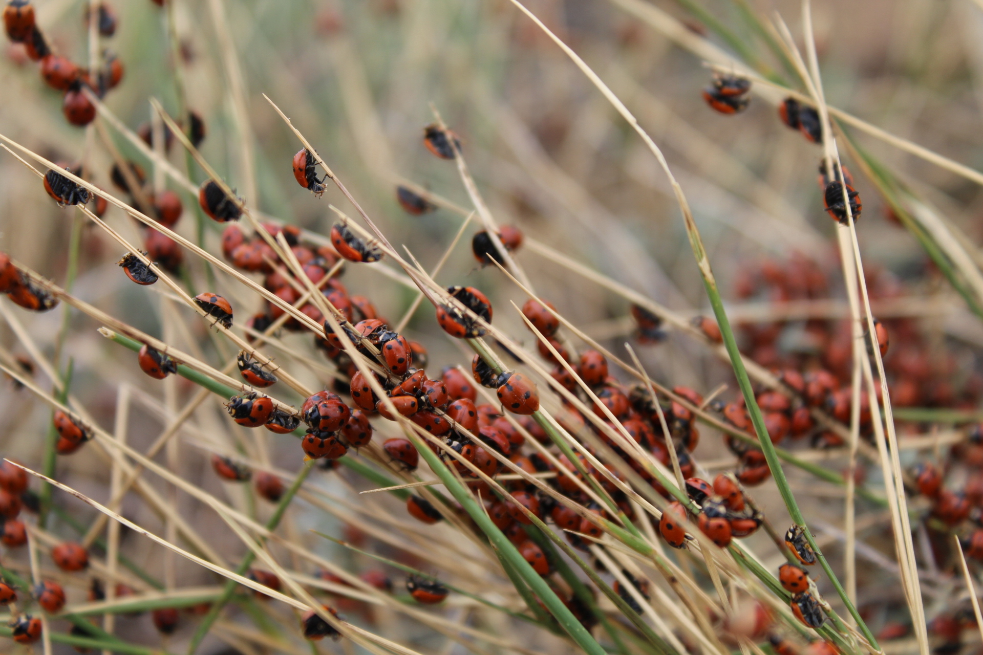 These are Ladybugs! - My, Nature, Longpost, ladybug, Leaves, Insects, Canon 4000d, The photo