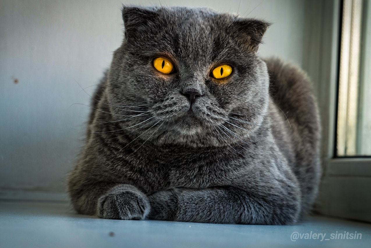 Cat named tom. Кот по кличке "том" пикабу.