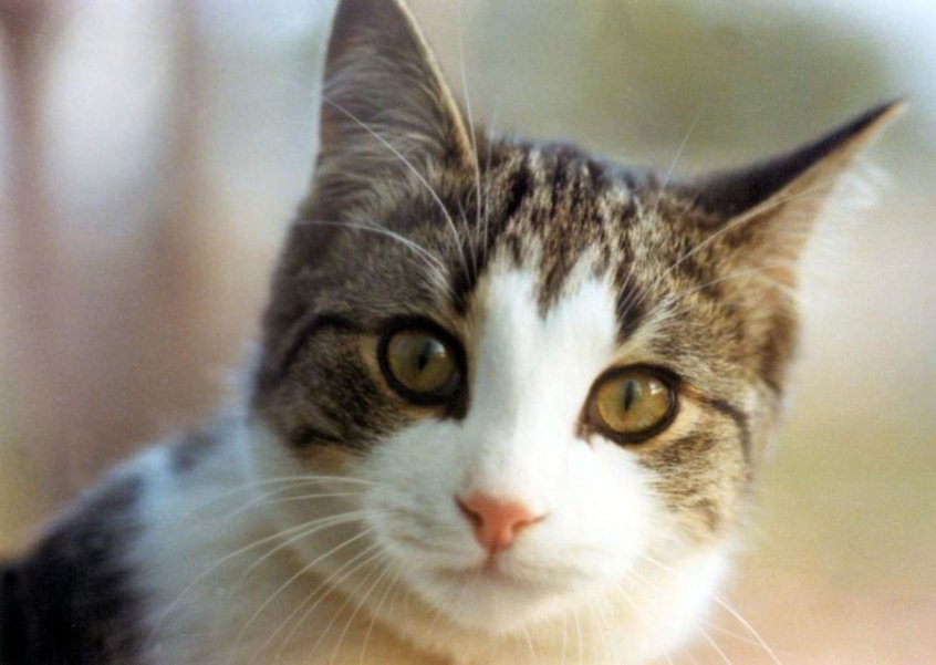 The cat who predicted epileptic seizures - cat, Pets, Savior, Epilepsy, Warning, Be kinder, The national geographic, England