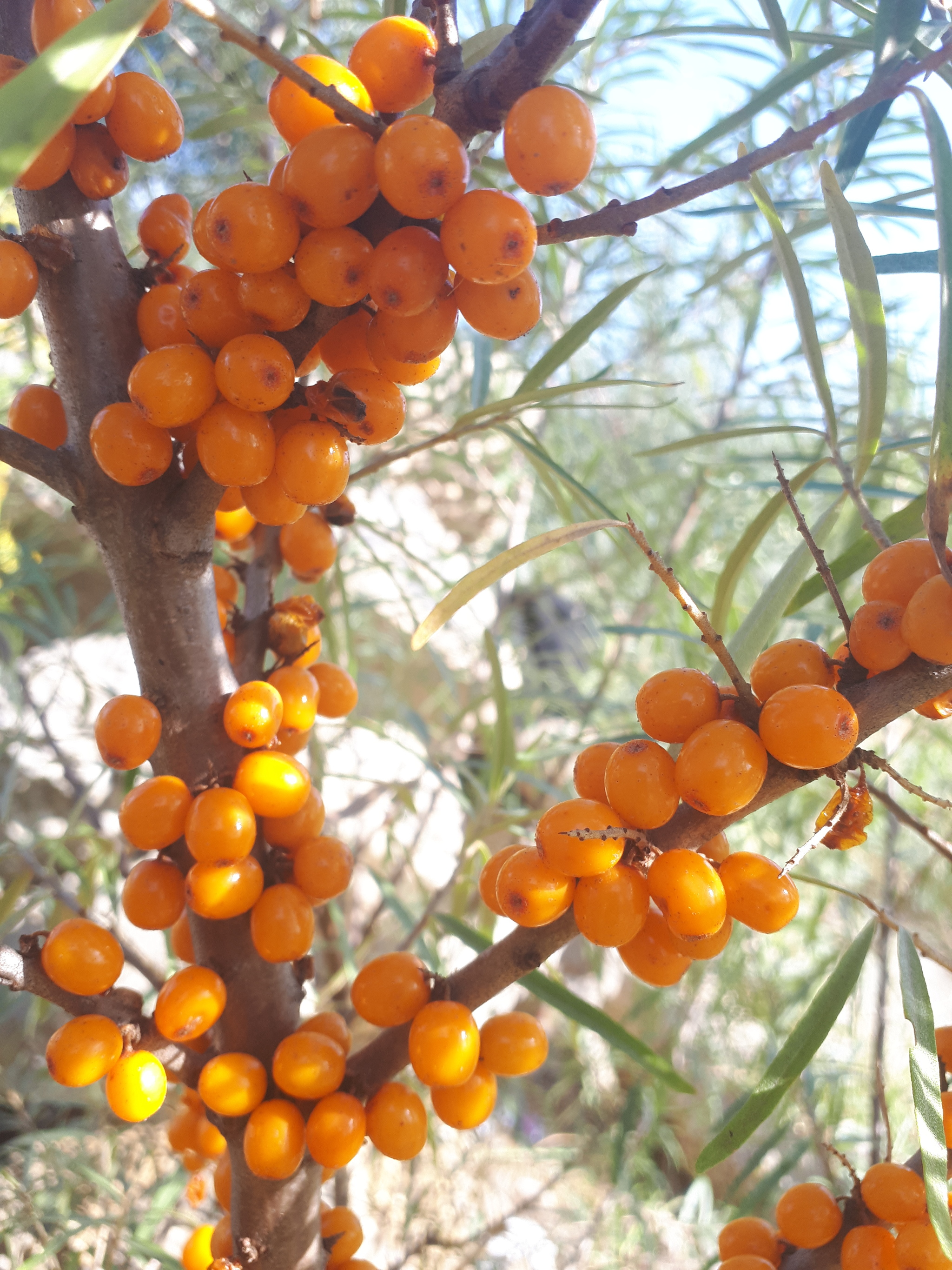 We went for sea buckthorn - Walk, Sea buckthorn, Joy, Longpost