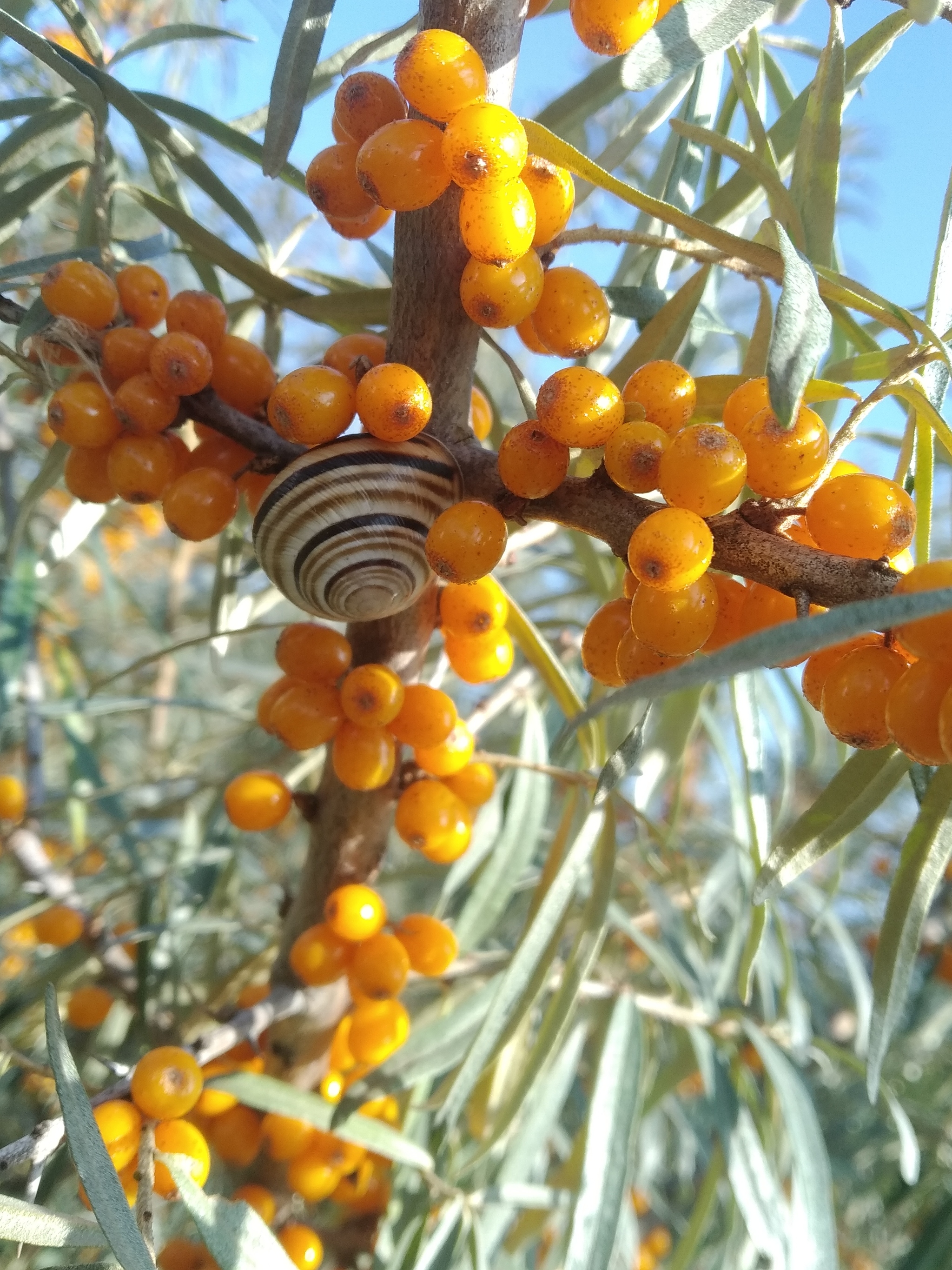 We went for sea buckthorn - Walk, Sea buckthorn, Joy, Longpost