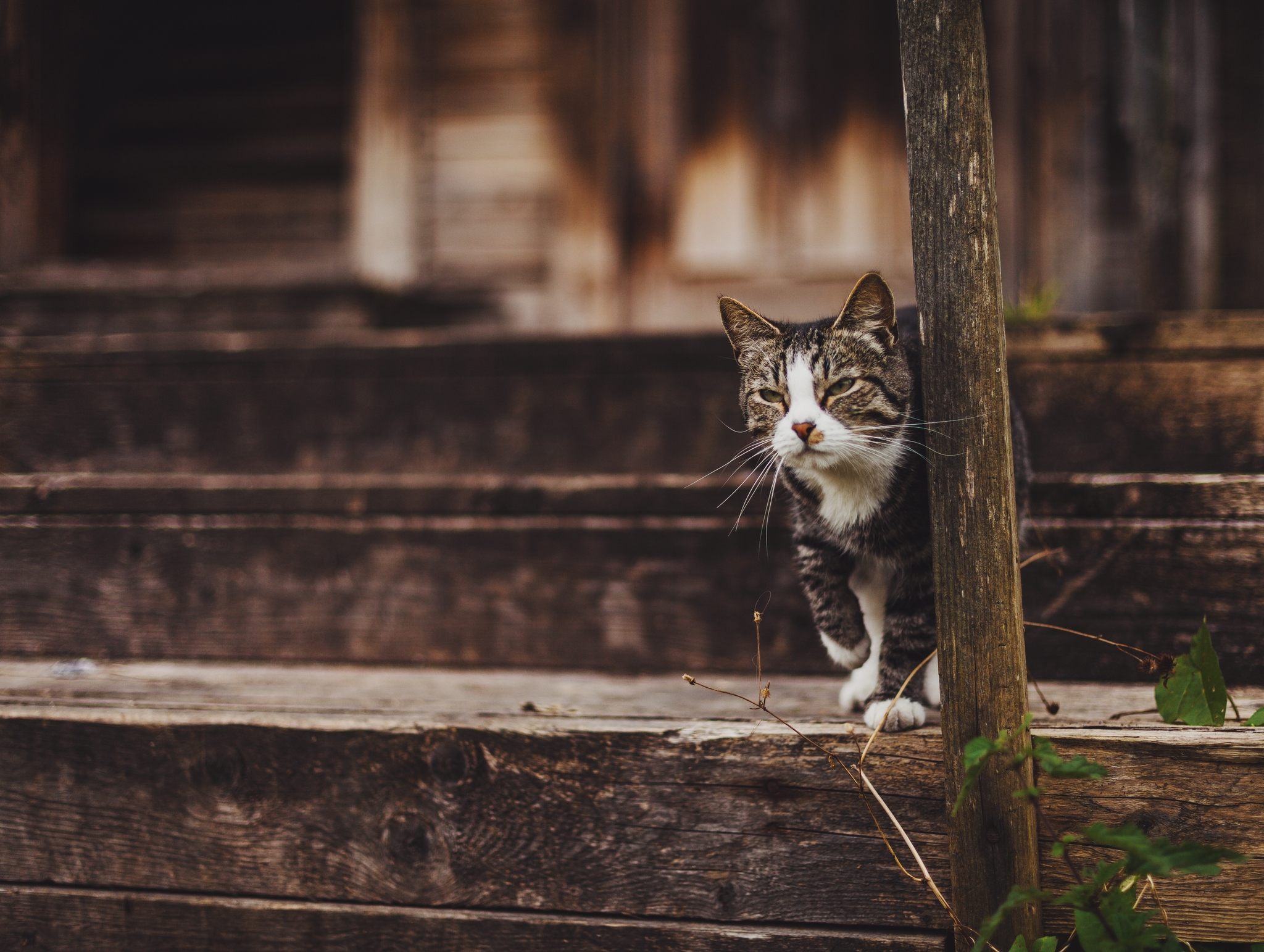 Деревенская суровость - Моё, Кот, Фотография, Canon, Деревня, Природа