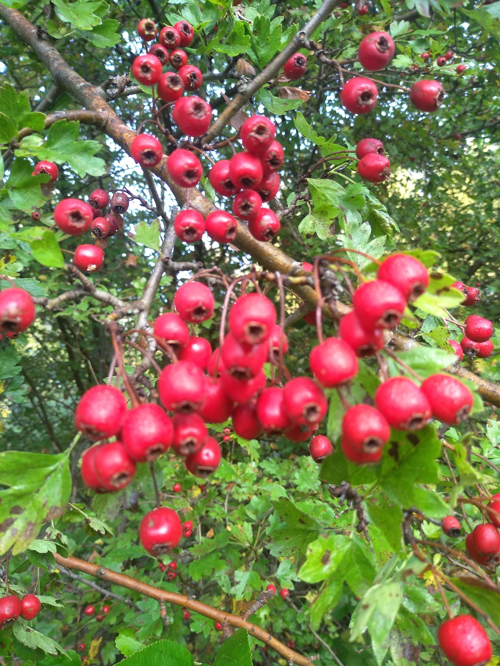 September - My, Brest, Longpost, Autumn, beauty of nature, Nature