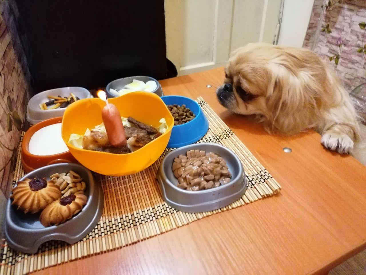 Dog's first birthday - My, Dog, Pekingese, Birthday, Sausages, Holidays, Longpost