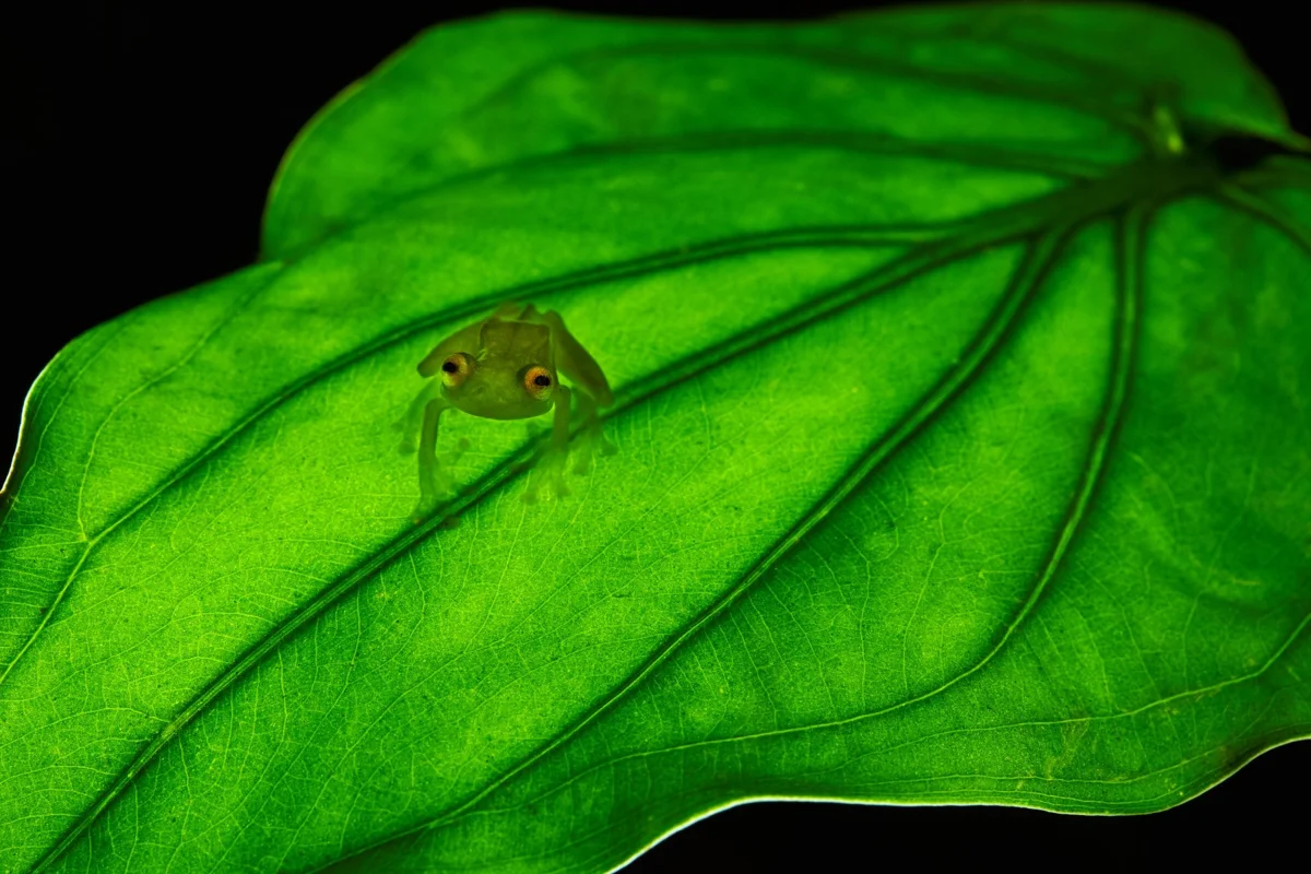 Glass frog: Who spat on the leaf? Invisible people with transparent body - Frogs, Glass, Animals, Yandex Zen, Longpost