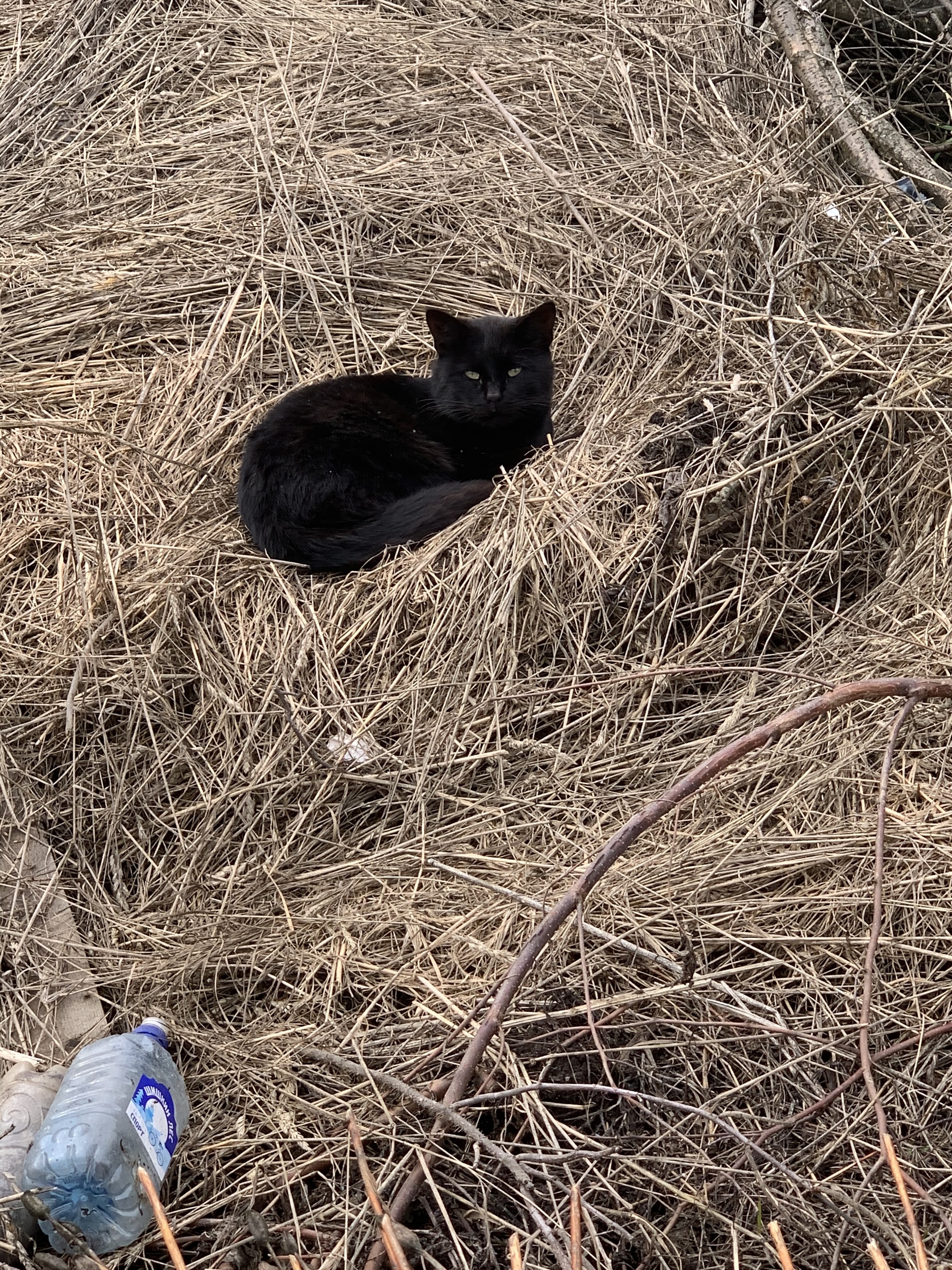 Плод большой кошачьей любви ищет дом - Моё, Кот, Котята, Счастье, Спасение животных, Бездомные животные, Санкт-Петербург, Ленинградская область, В добрые руки, Помощь, Любовь, Видео, Длиннопост, Без рейтинга