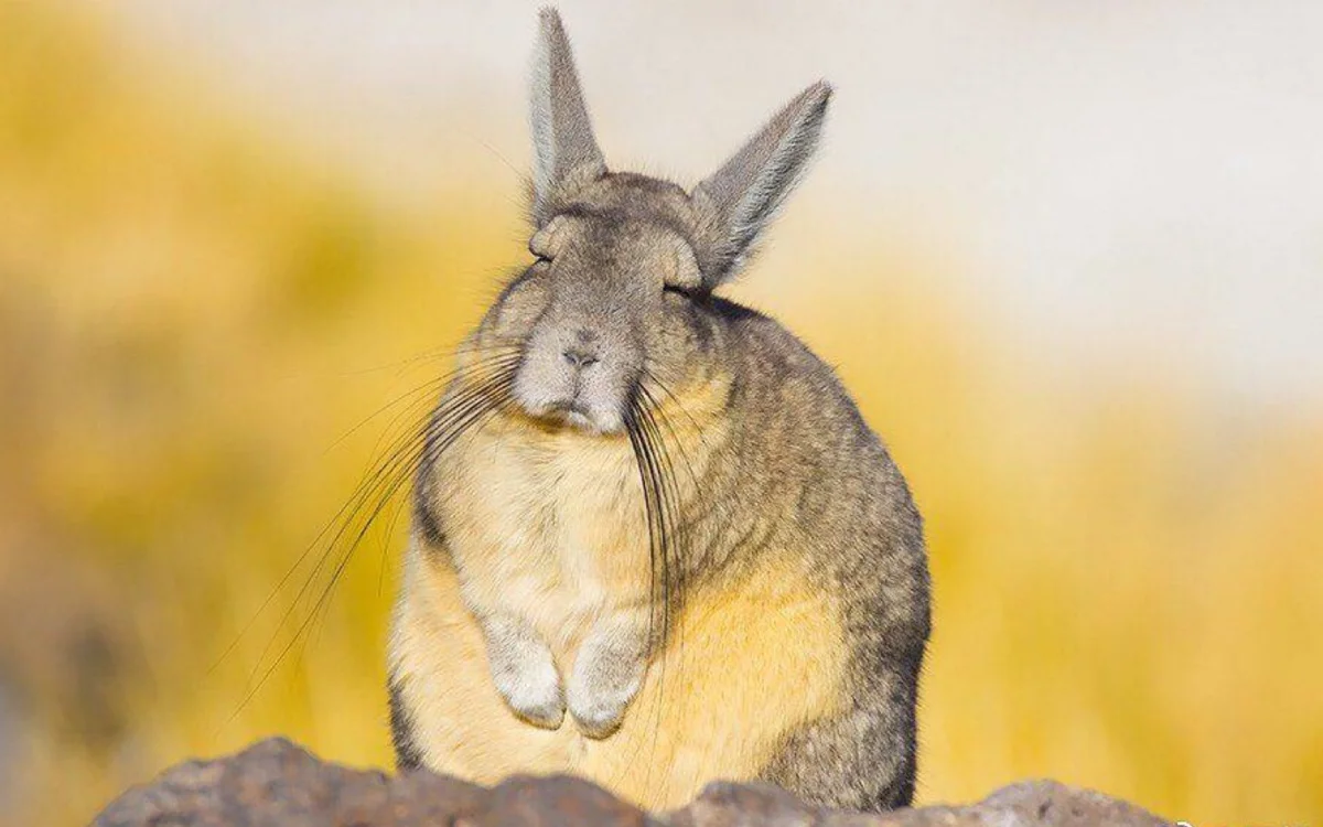 Mountain viscacha: He who understands life is in no hurry. Eternally sleepy resident of the Andes - Rodents, Yandex Zen, Animals, Milota, Longpost, Mountain Viskasha