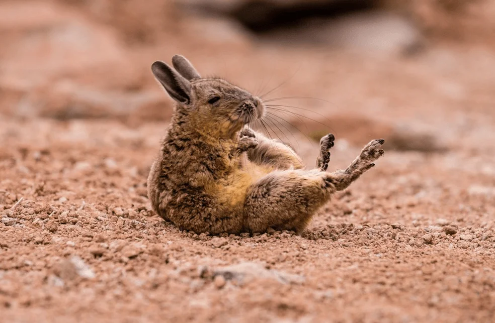 Mountain viscacha: He who understands life is in no hurry. Eternally sleepy resident of the Andes - Rodents, Yandex Zen, Animals, Milota, Longpost, Mountain Viskasha