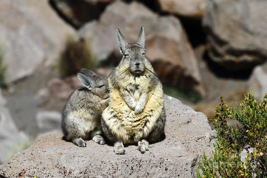 Mountain viscacha: He who understands life is in no hurry. Eternally sleepy resident of the Andes - Rodents, Yandex Zen, Animals, Milota, Longpost, Mountain Viskasha