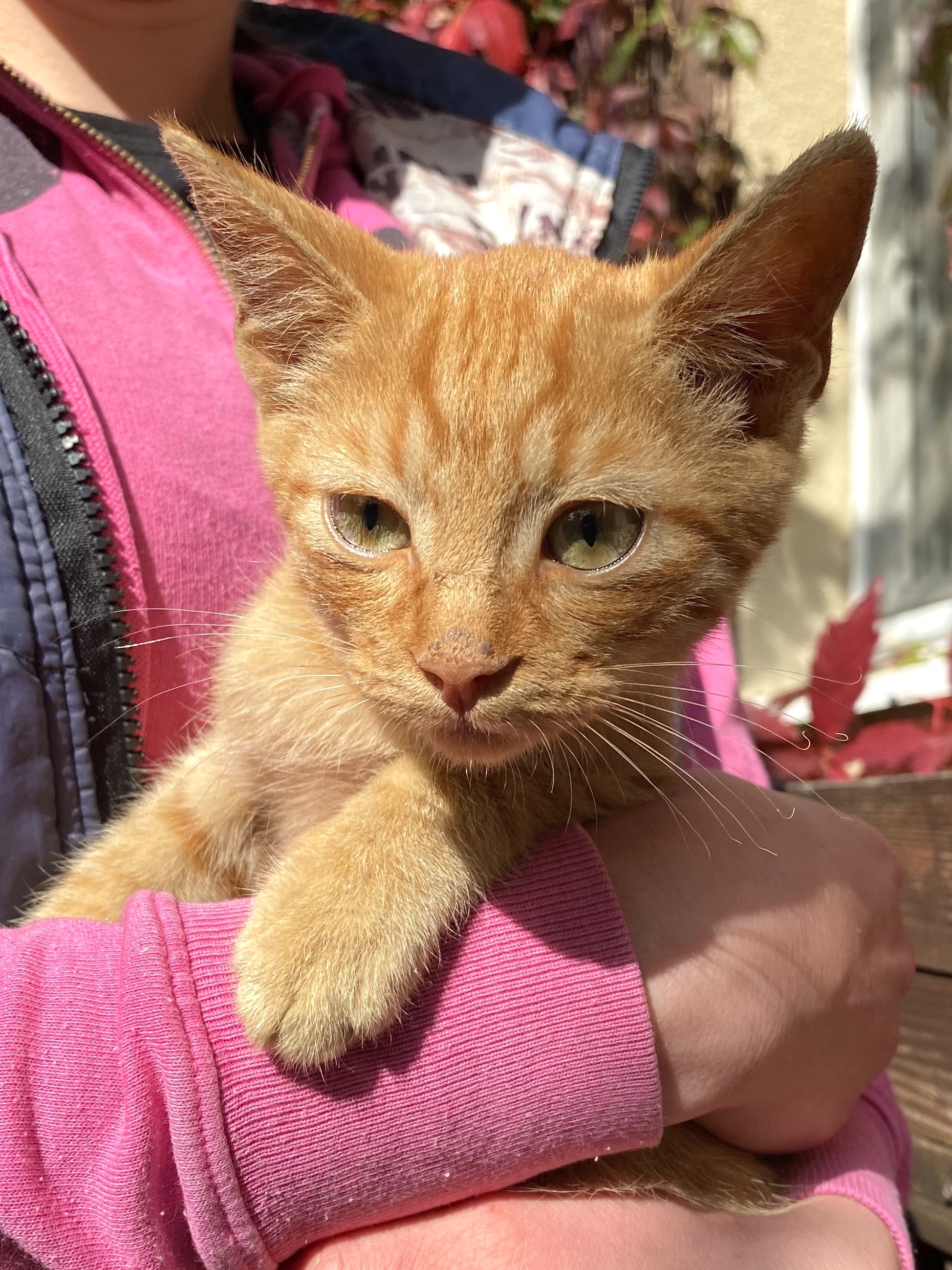 RED ANGEL! - My, cat, In good hands, Moscow, Kittens, Longpost