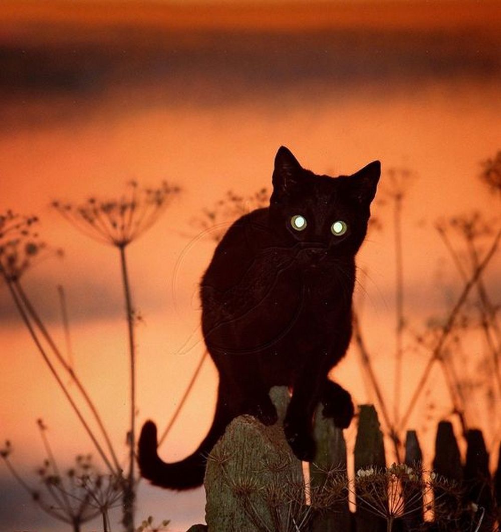 There are dawn cats, there are sunset cats... - cat, Mood