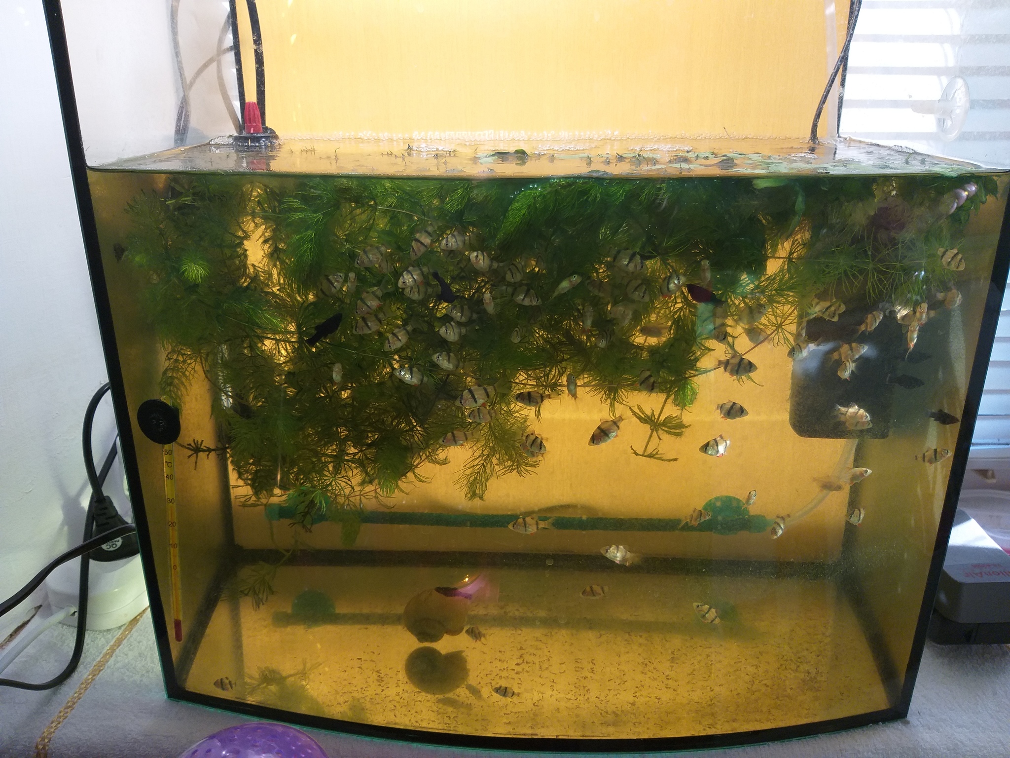 This is the biotope... - My, Longpost, Aquarium, Fry