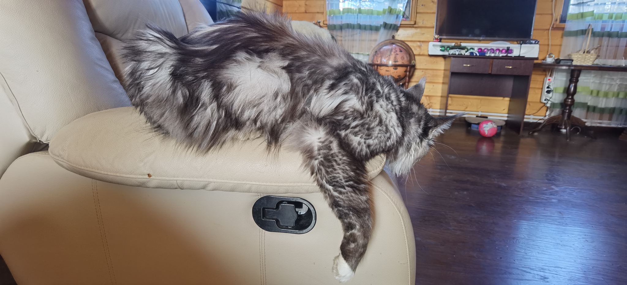 Cat chair - My, The photo, cat, Maine Coon