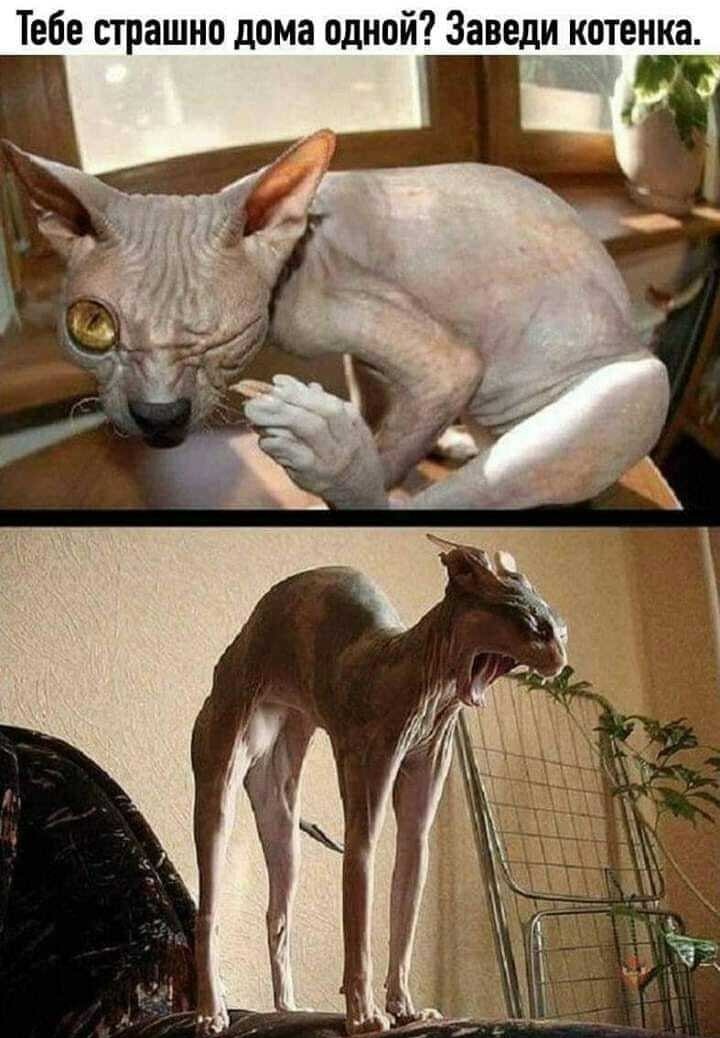 Scary - Humor, Memes, cat, Sphinx