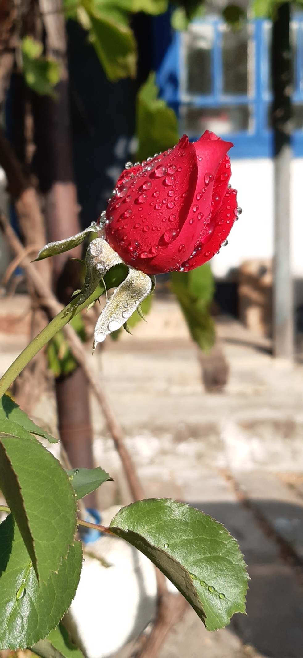 Last summer greetings - My, Mobile photography, Flowers, Garden, Longpost