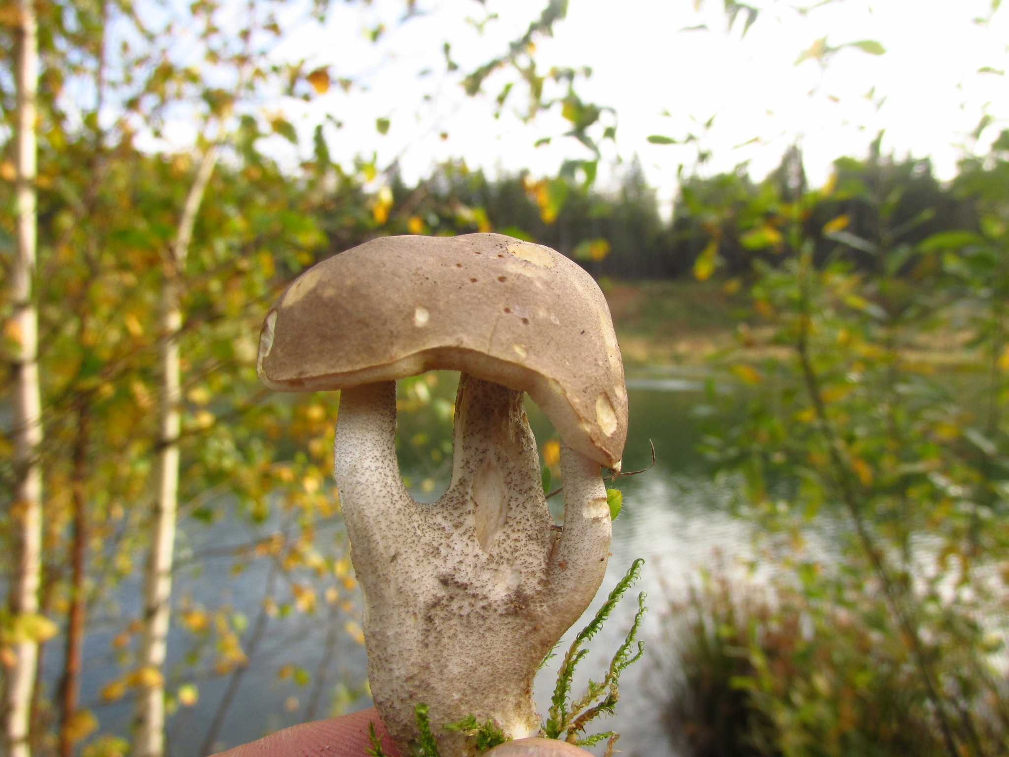 Trinity - My, Mushrooms, Boletus, Trinity, Moscow region