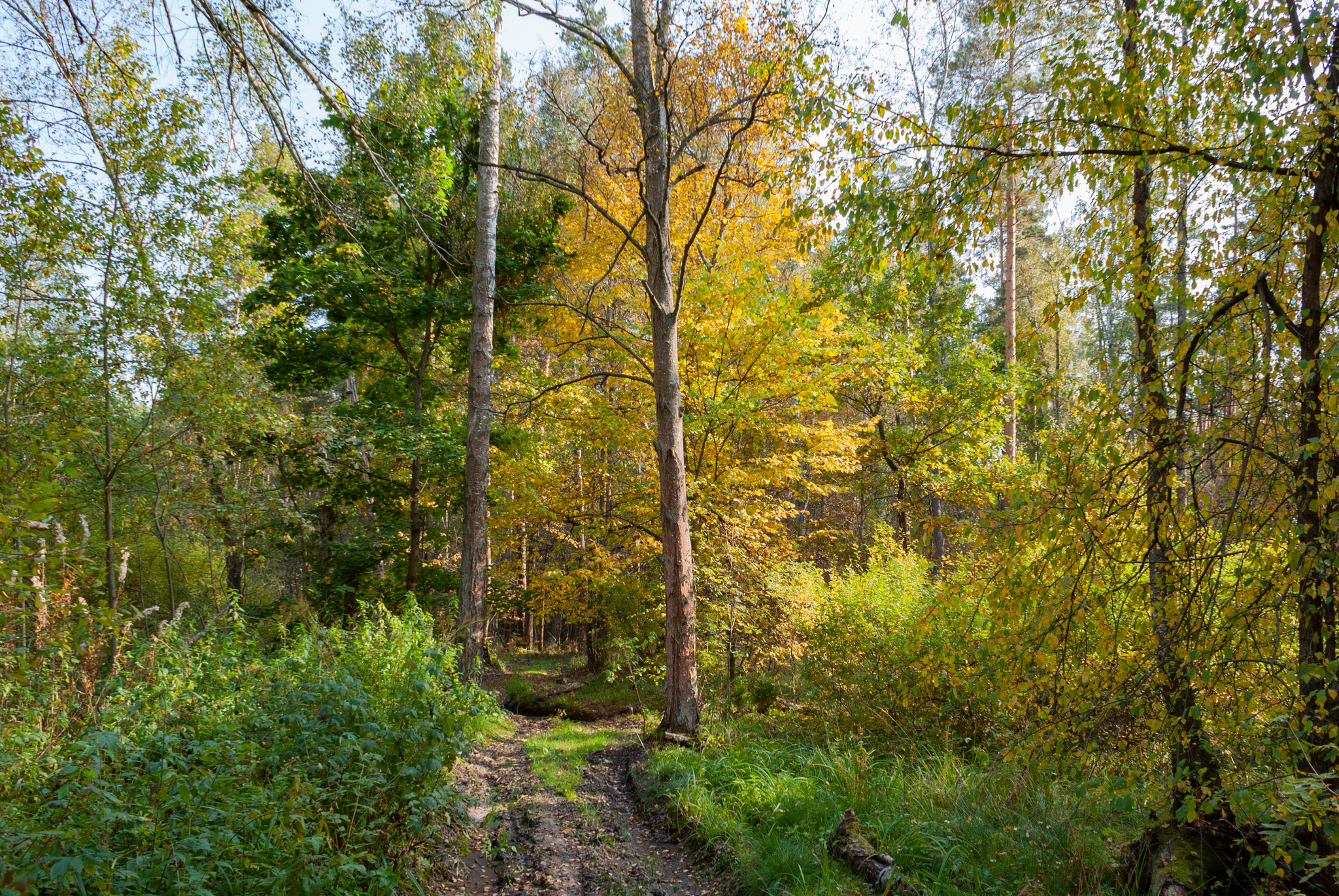 Autumn in the Moscow region - My, The photo, Lytkarino, Autumn, Nature, Moscow region, Longpost, beauty of nature