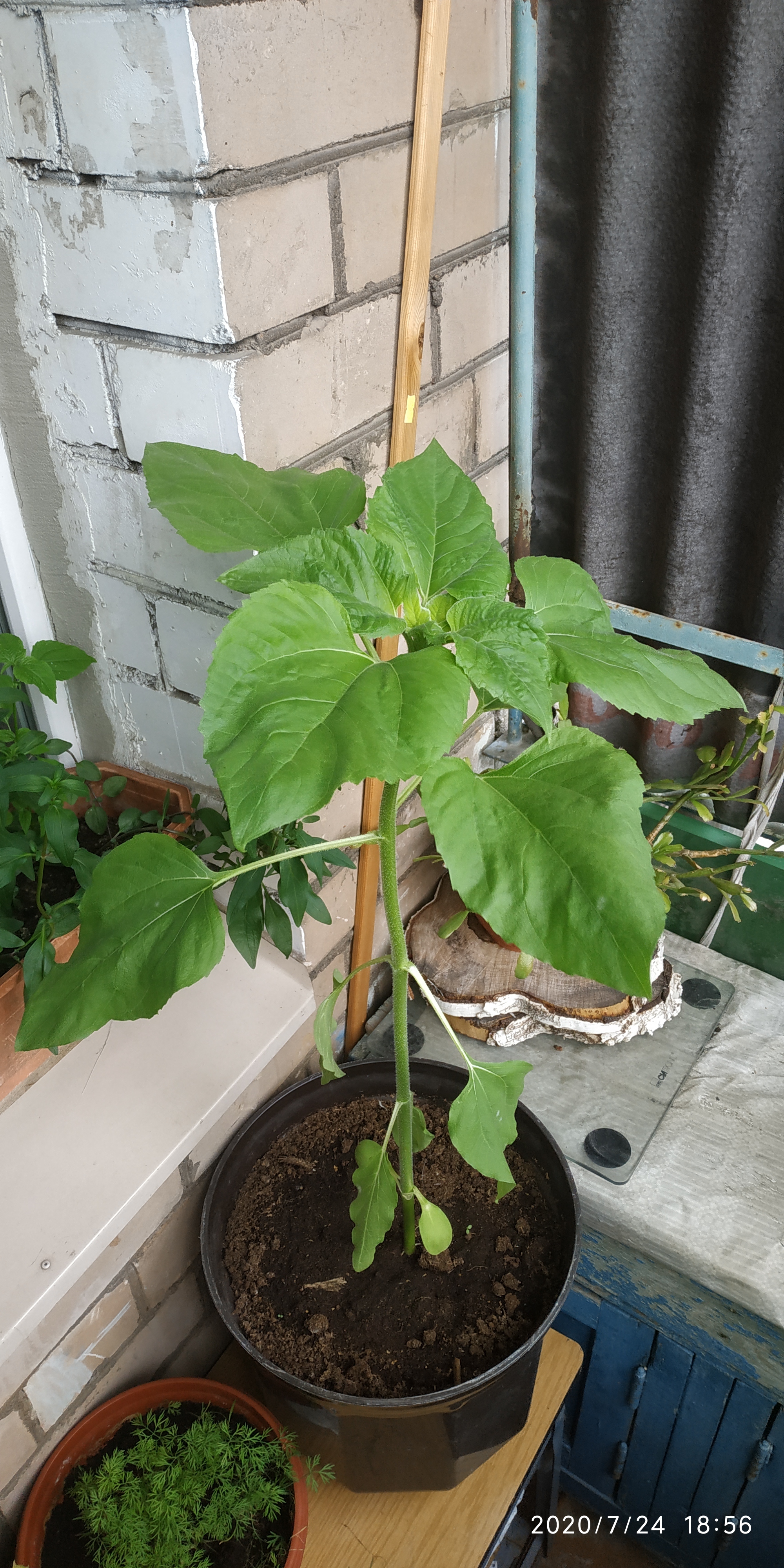 The life of a sunflower. Part 2 - My, Plants, Flowers, Nature, Longpost, Sunflower