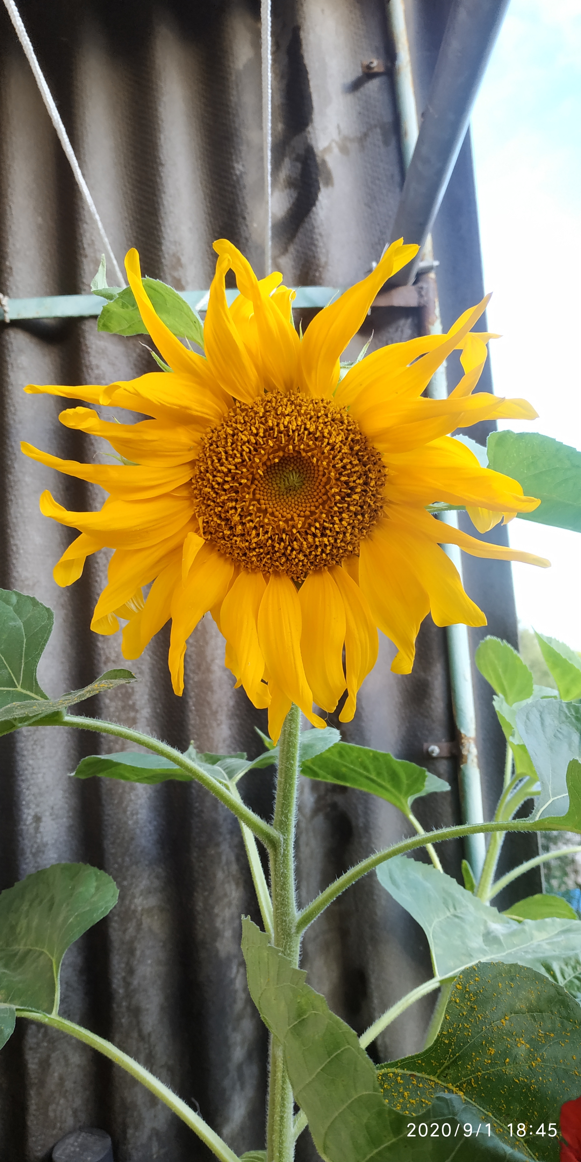 The life of a sunflower. Part 4 is final. Without seeds - My, Plants, Flowers, Nature, Longpost, Sunflower