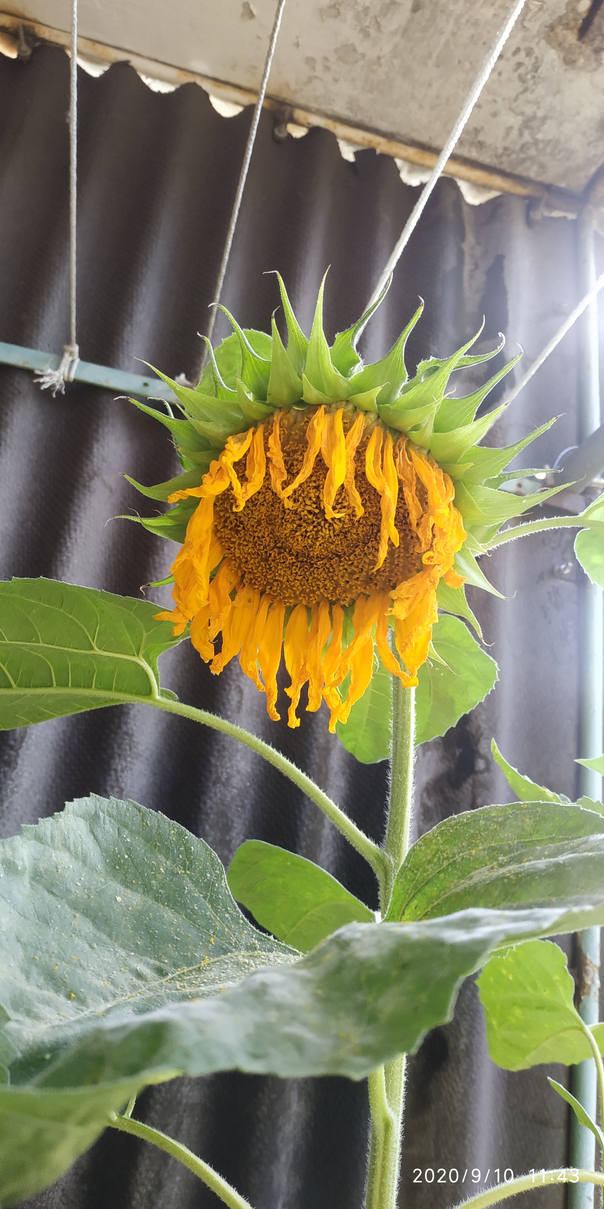 The life of a sunflower. Part 4 is final. Without seeds - My, Plants, Flowers, Nature, Longpost, Sunflower