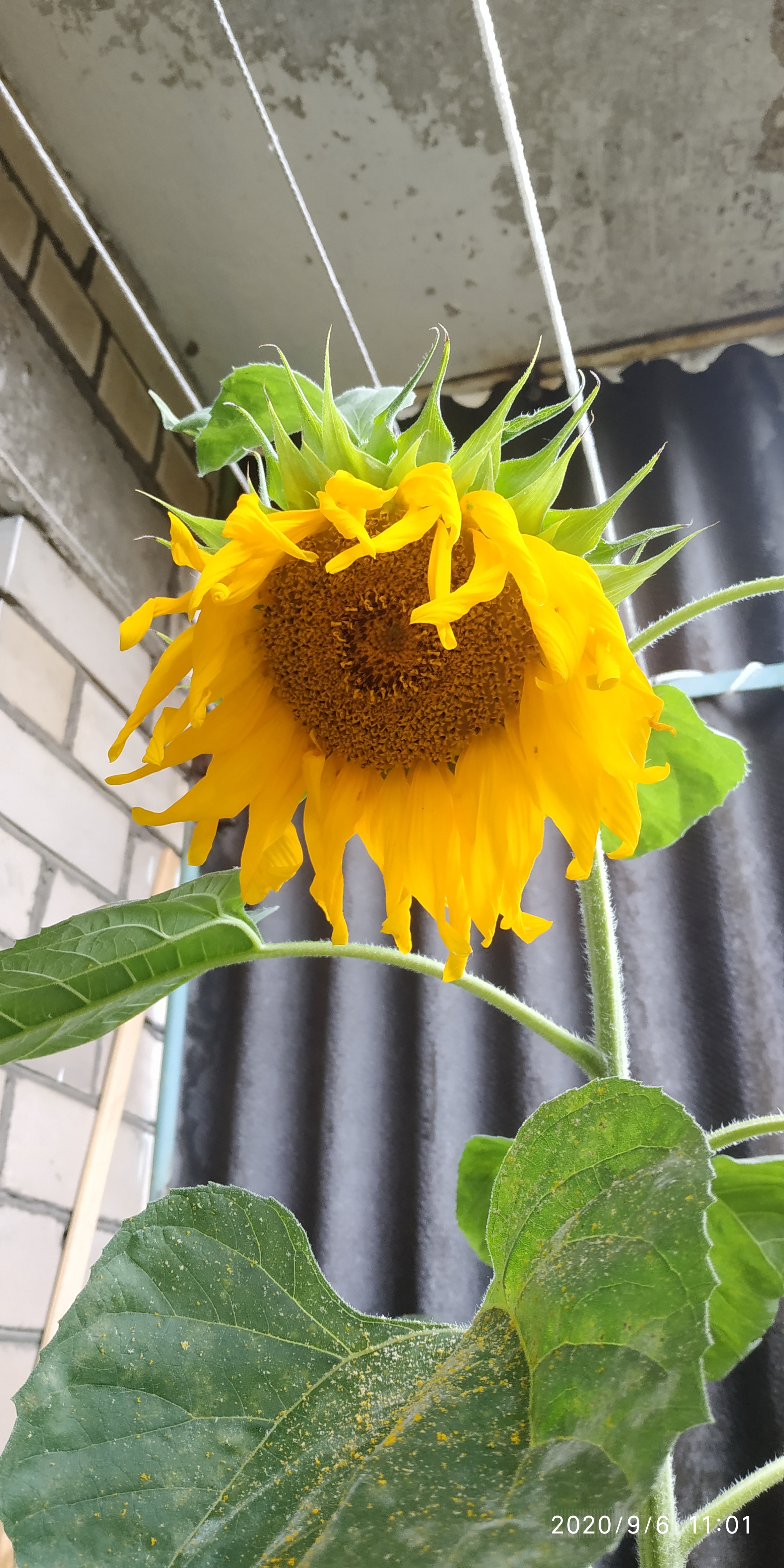 The life of a sunflower. Part 4 is final. Without seeds - My, Plants, Flowers, Nature, Longpost, Sunflower