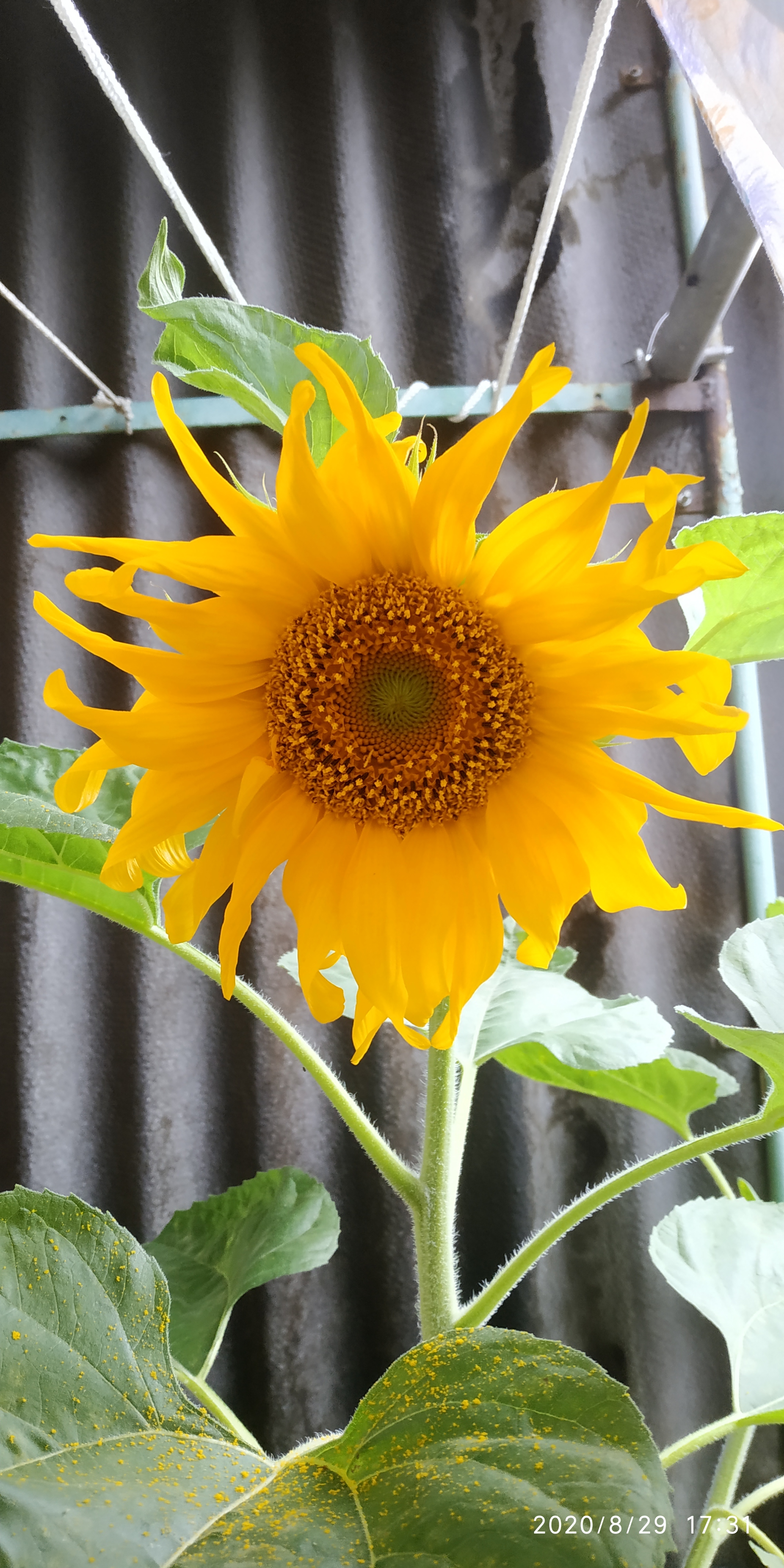 The life of a sunflower. Part 4 is final. Without seeds - My, Plants, Flowers, Nature, Longpost, Sunflower