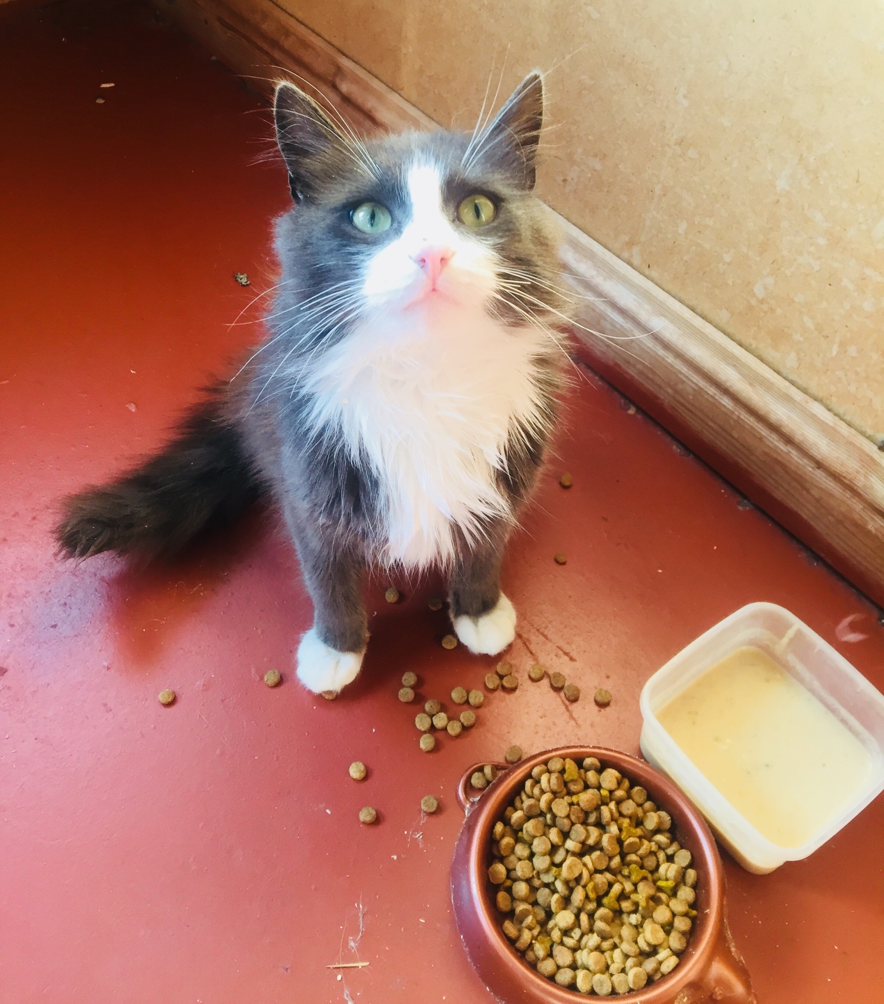 Again they rode their bikes to where someone had left the cat. This time they found an old cat with cancer - My, cat, Animal Rescue, Forest, Mushrooms, Veterinary, Longpost