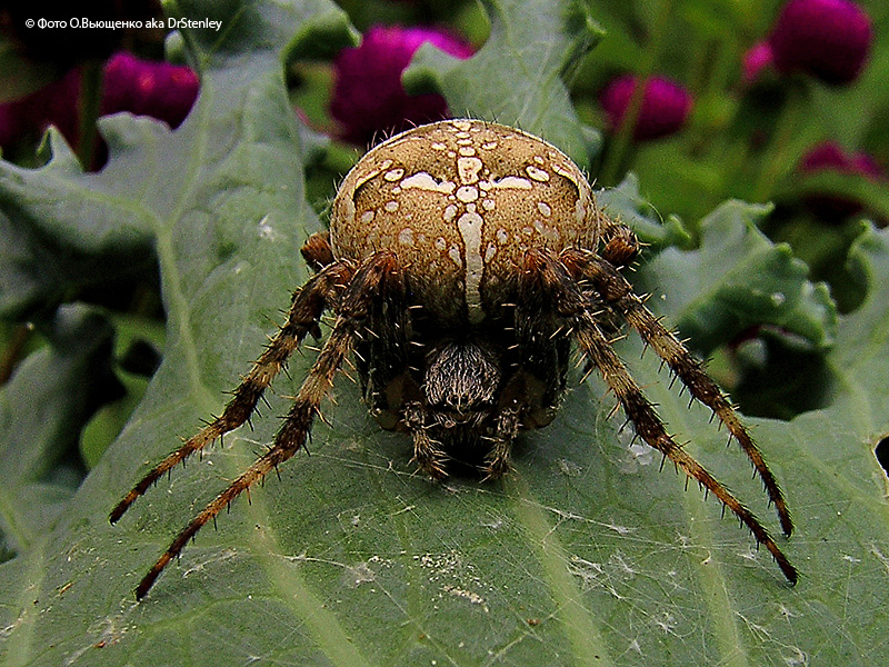 Cross - My, Spider, Spider-Cross, Macro photography