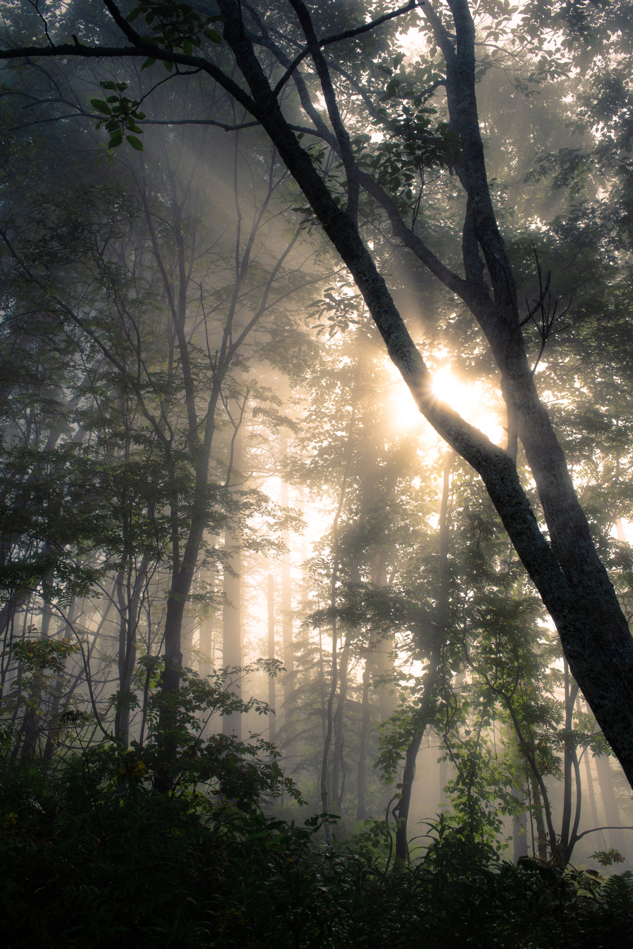 Transparency - My, Fog, Forest, Nature, Morning, Atmosphere, Space, Contemplation, Mountain air, Longpost